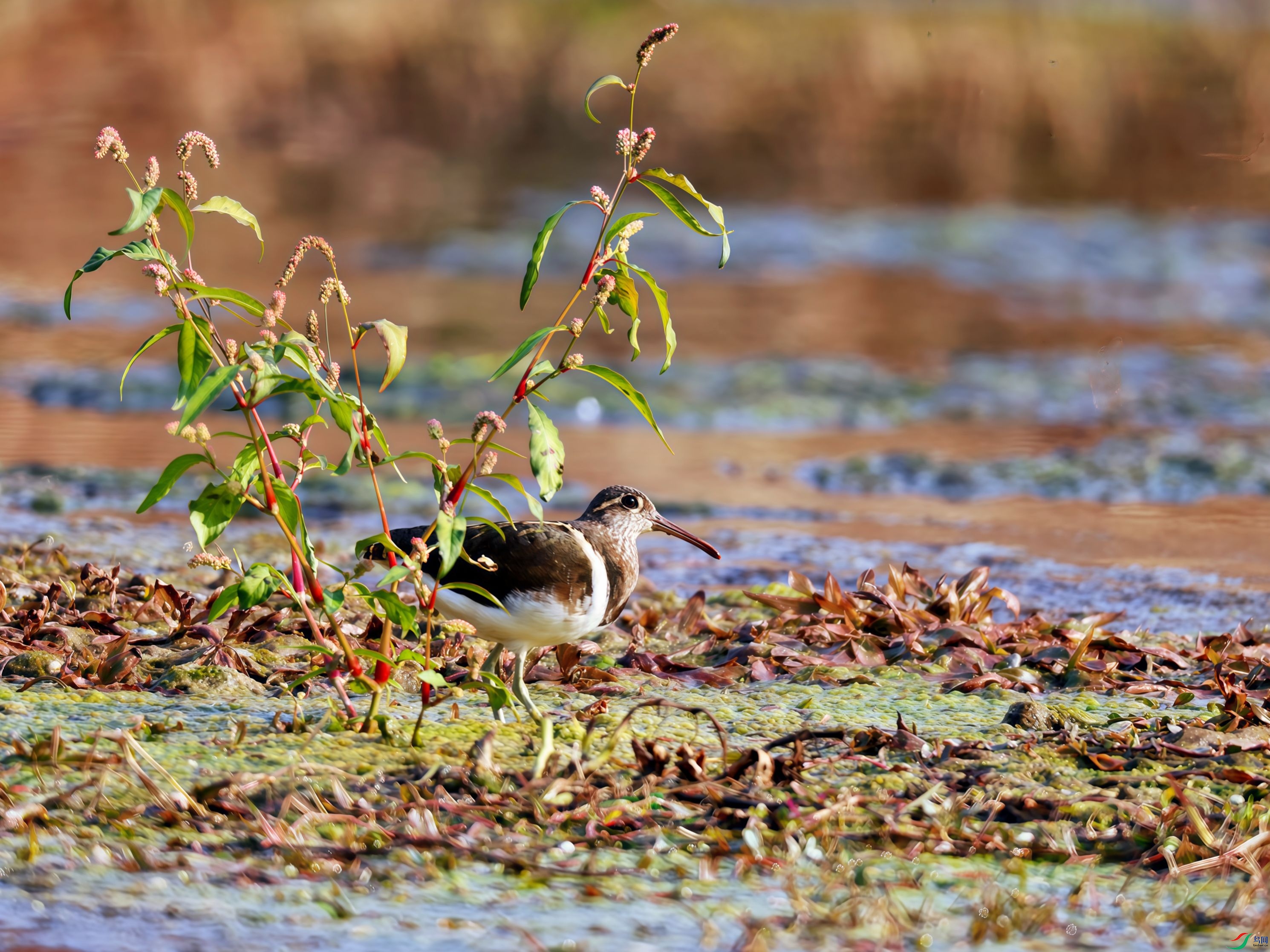 ��ȥ������