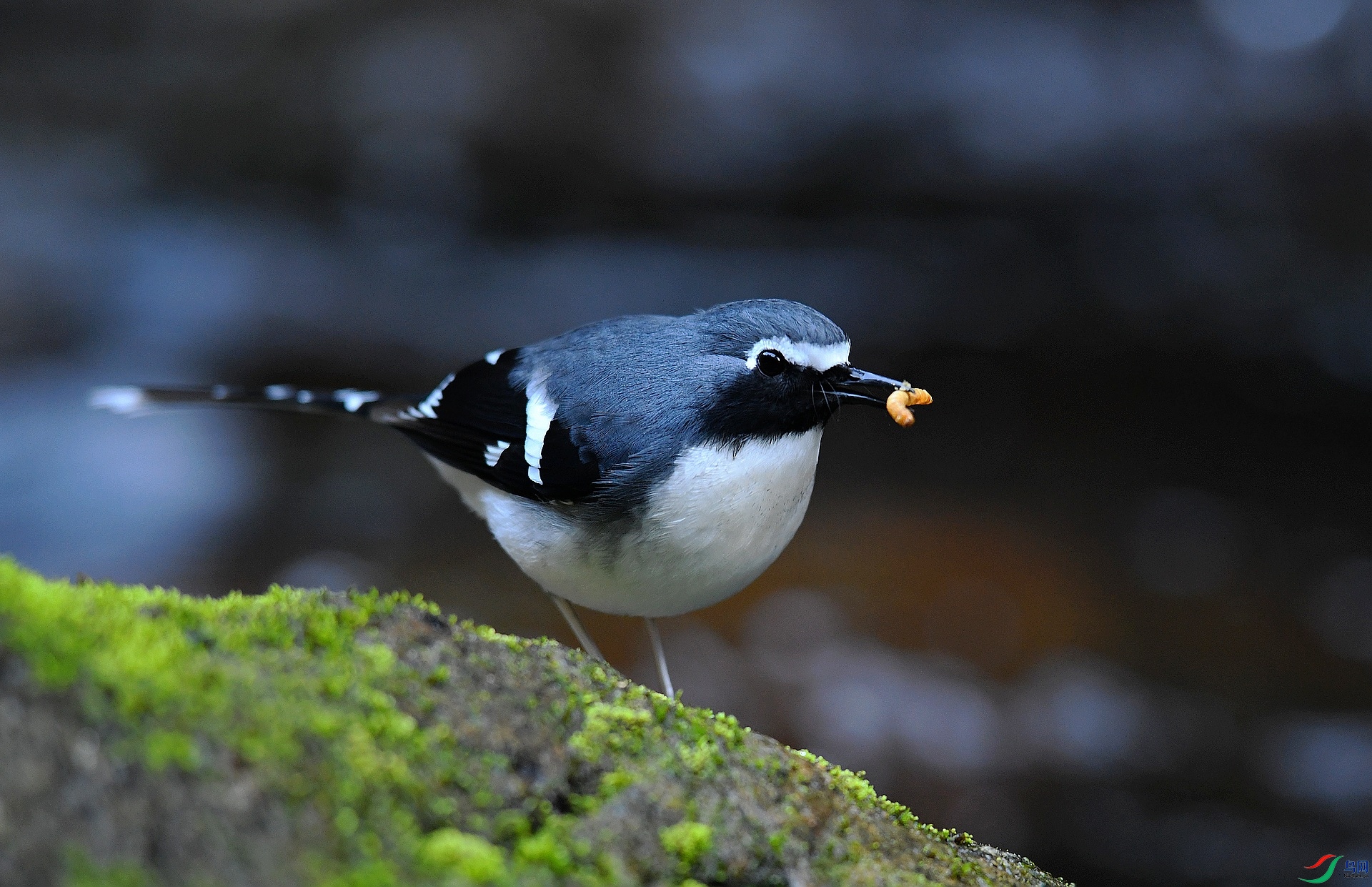 DSC_6651.jpg