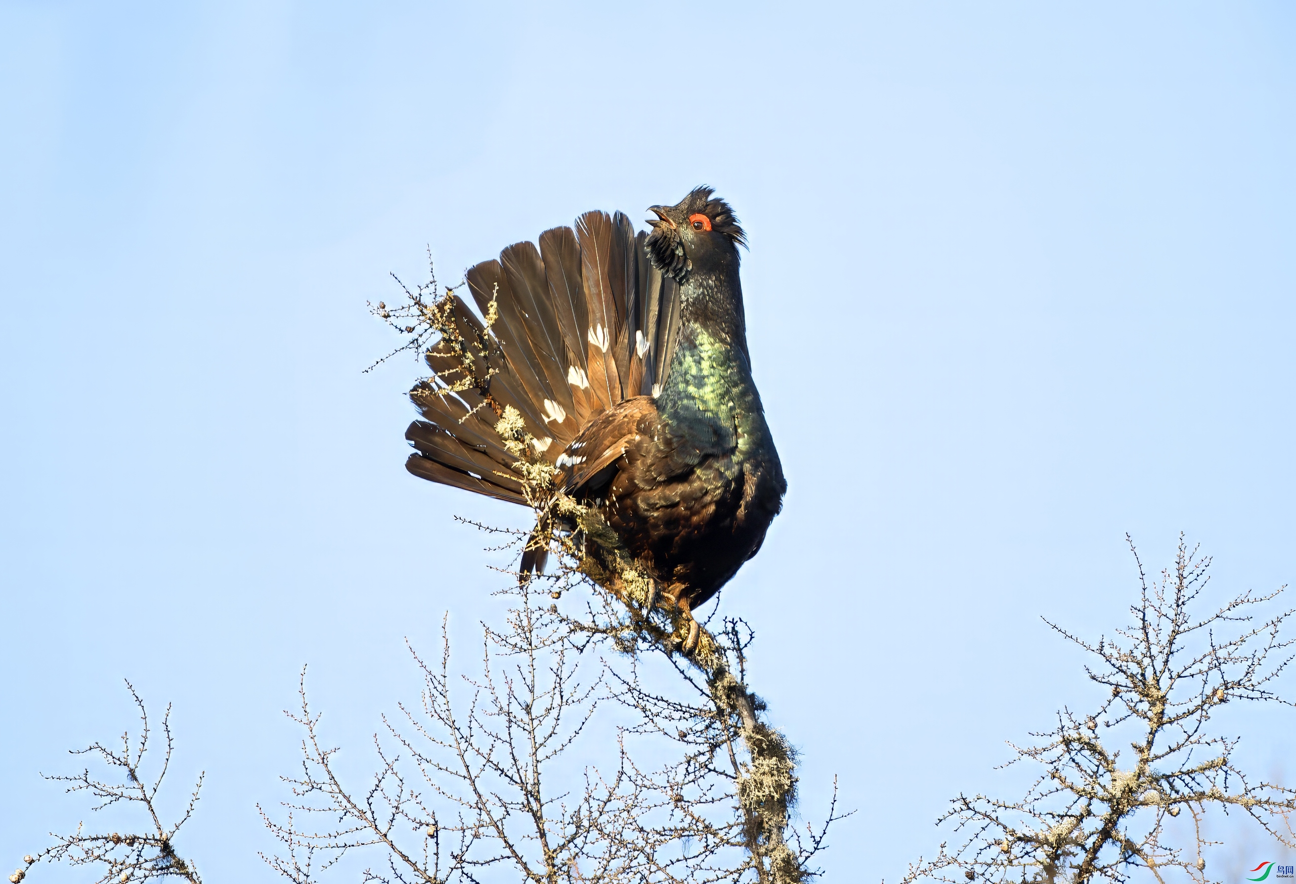 _E0I6698-topaz-denoise.jpeg