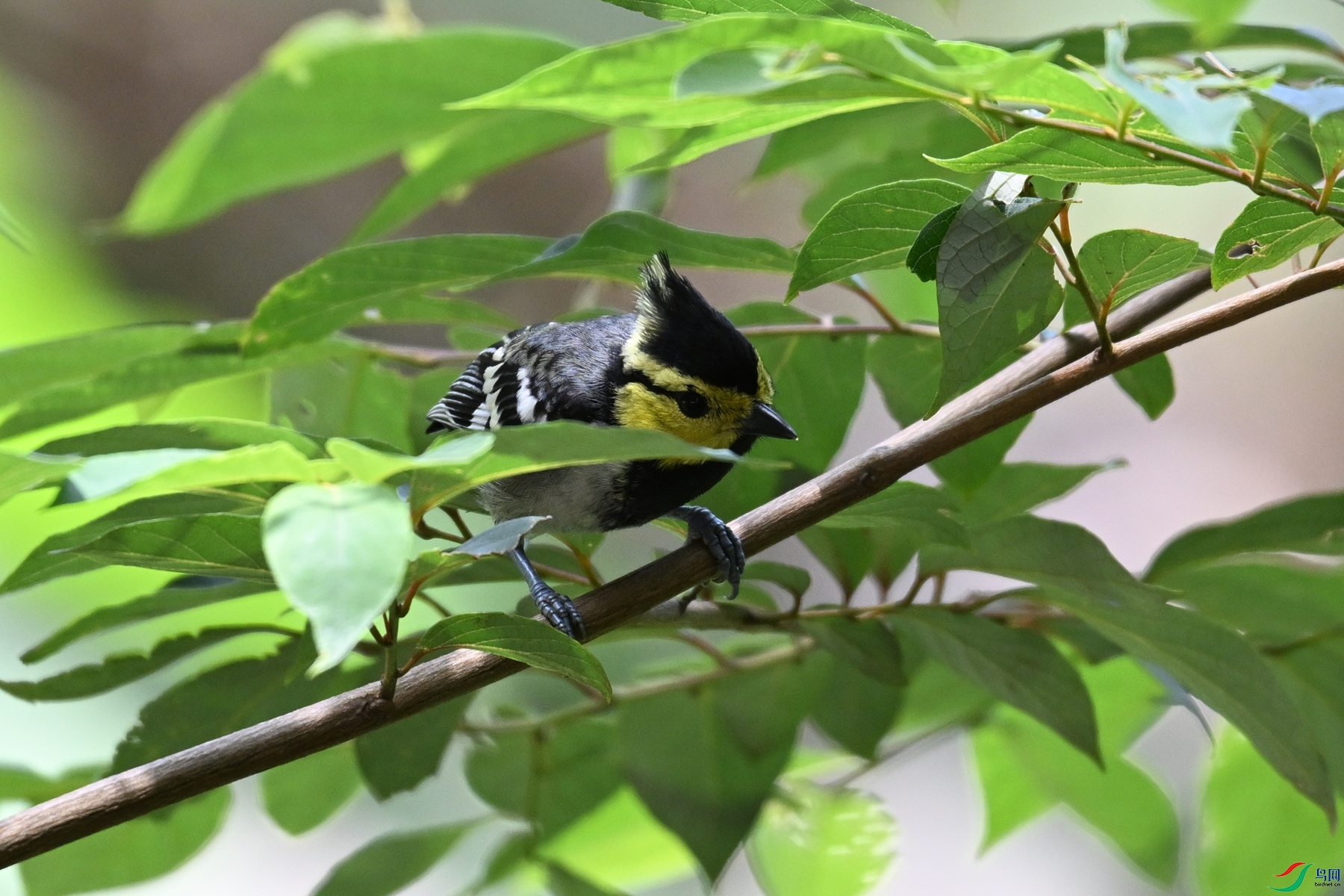 DSC_0026.JPG