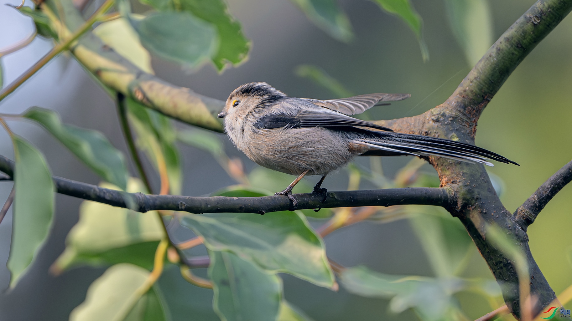 DSC_1341-����ǿ-NR ����.jpg