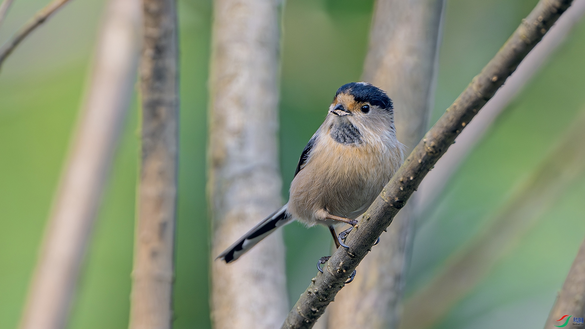 DSC_1373-����ǿ-NR ���� 2.jpg