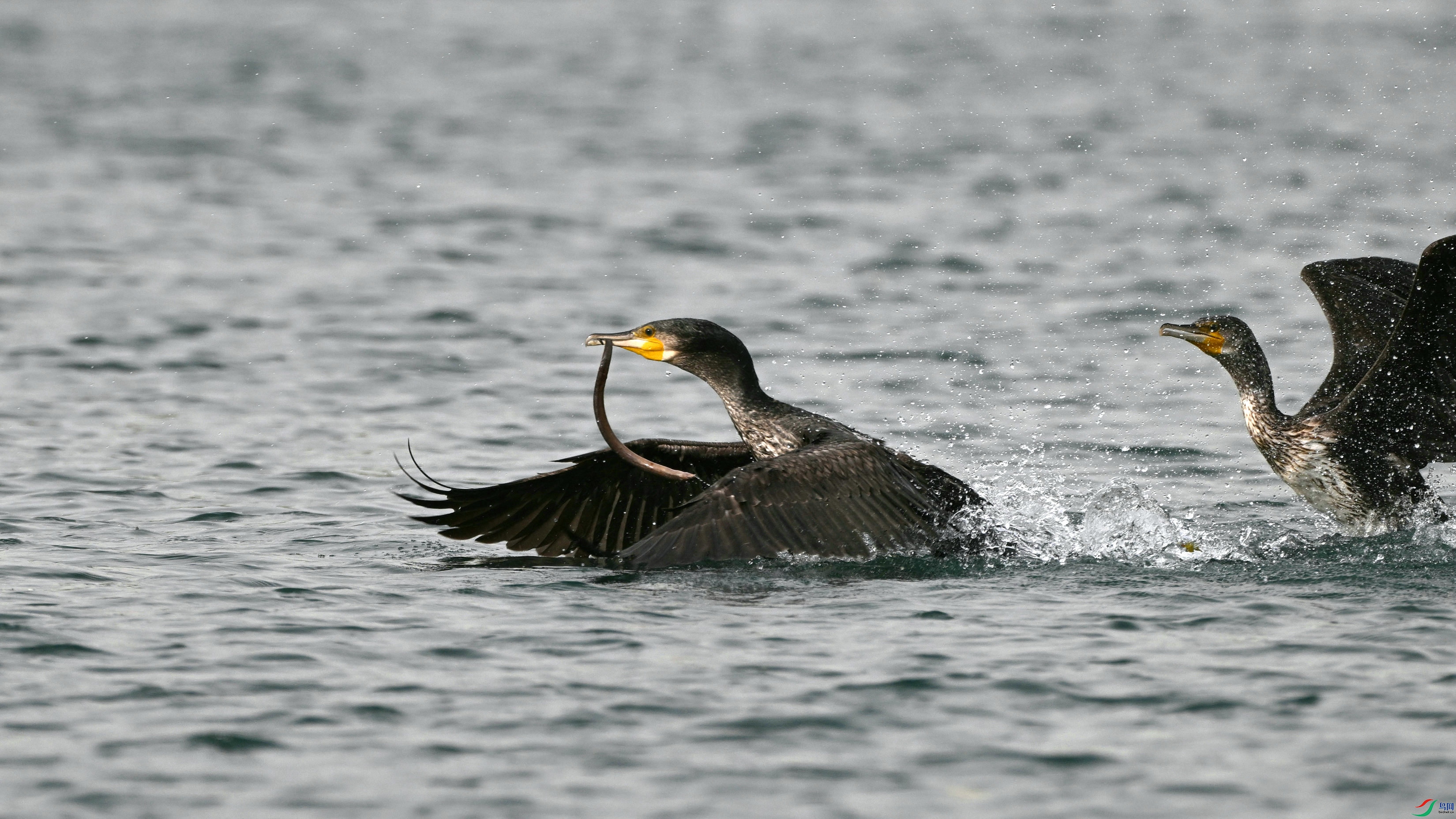 DSC_3916.JPG
