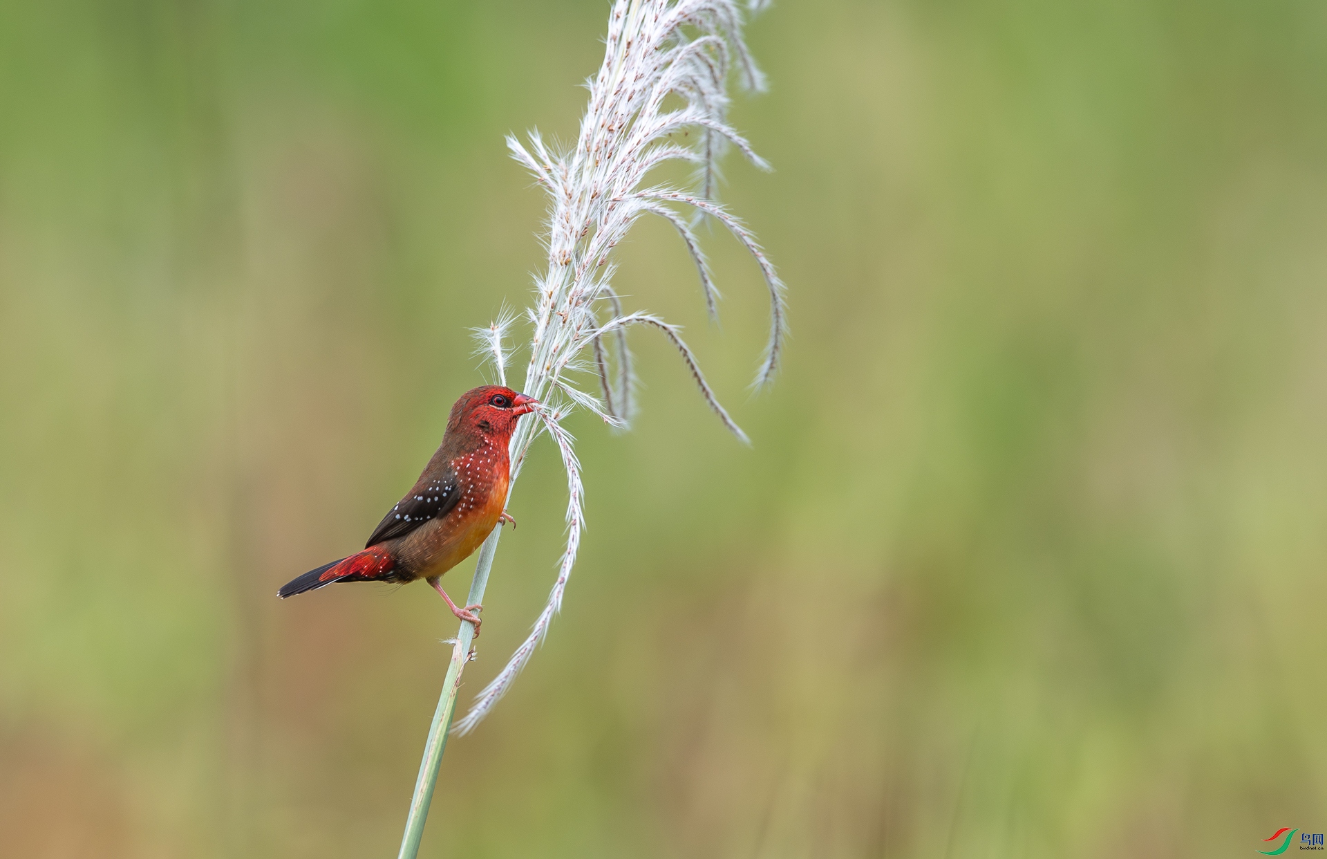 DSC_0947-1.jpg