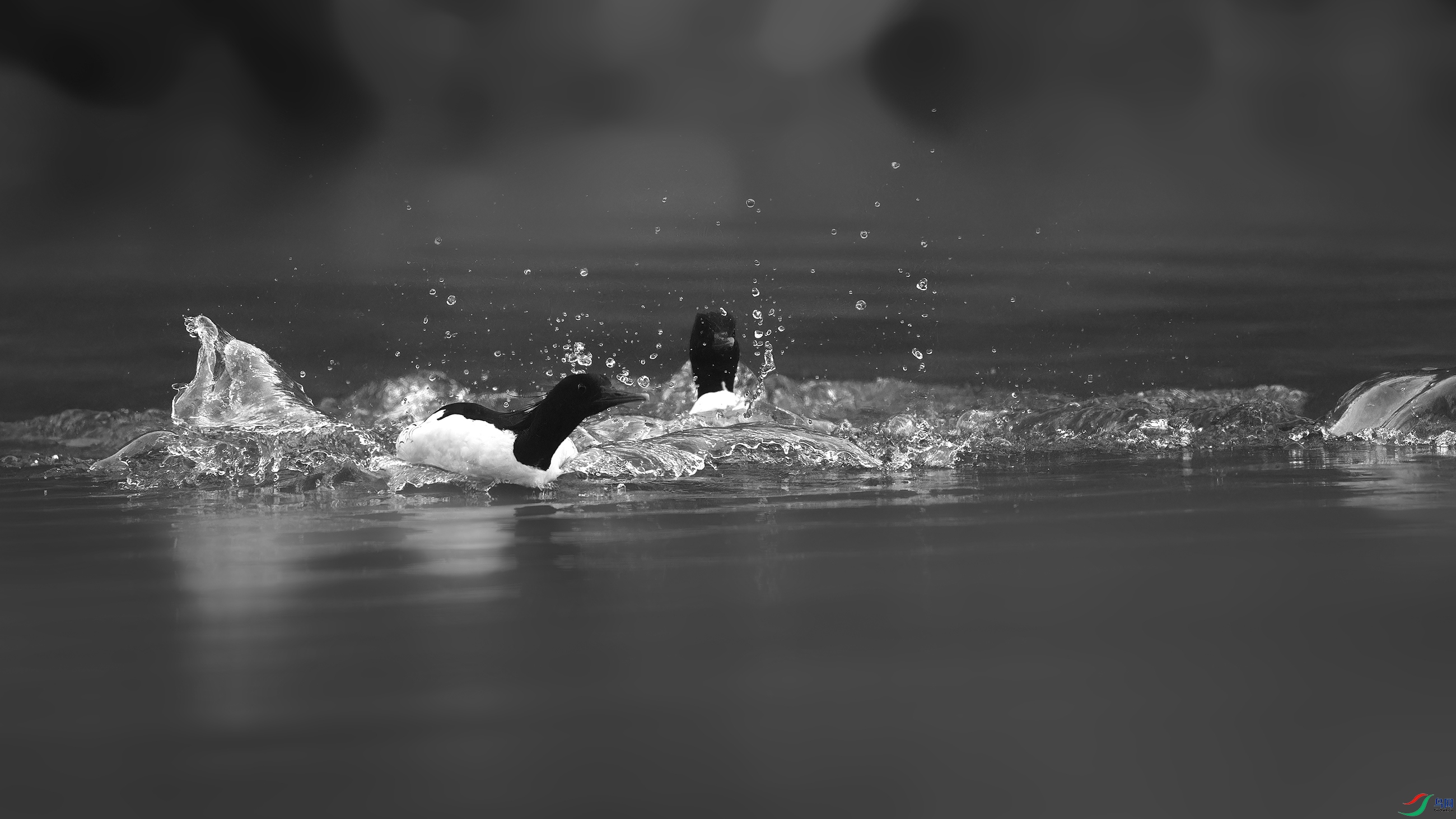 DSC_7674_DxO.jpg