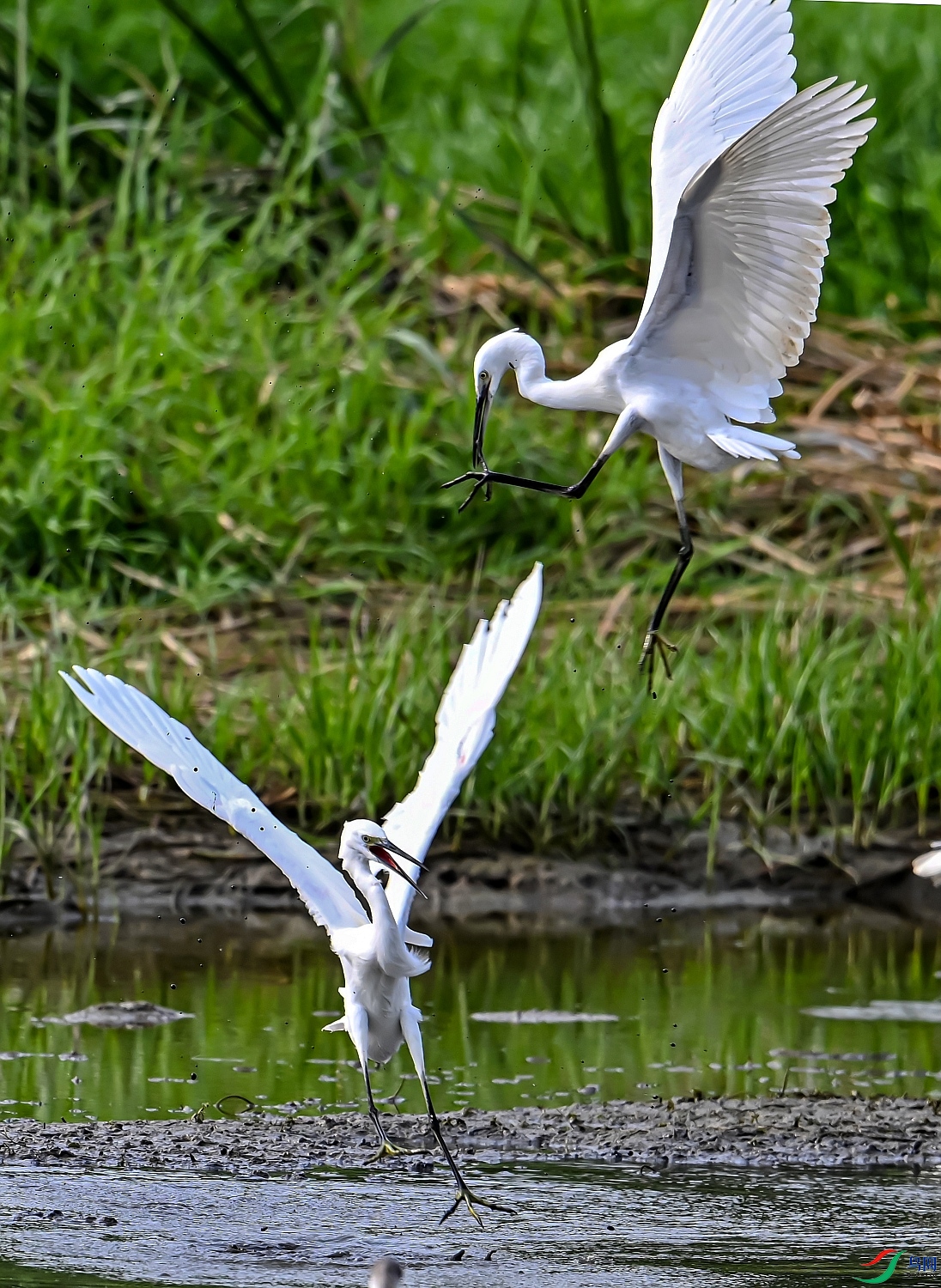 DSC_0774---_conew1.jpg