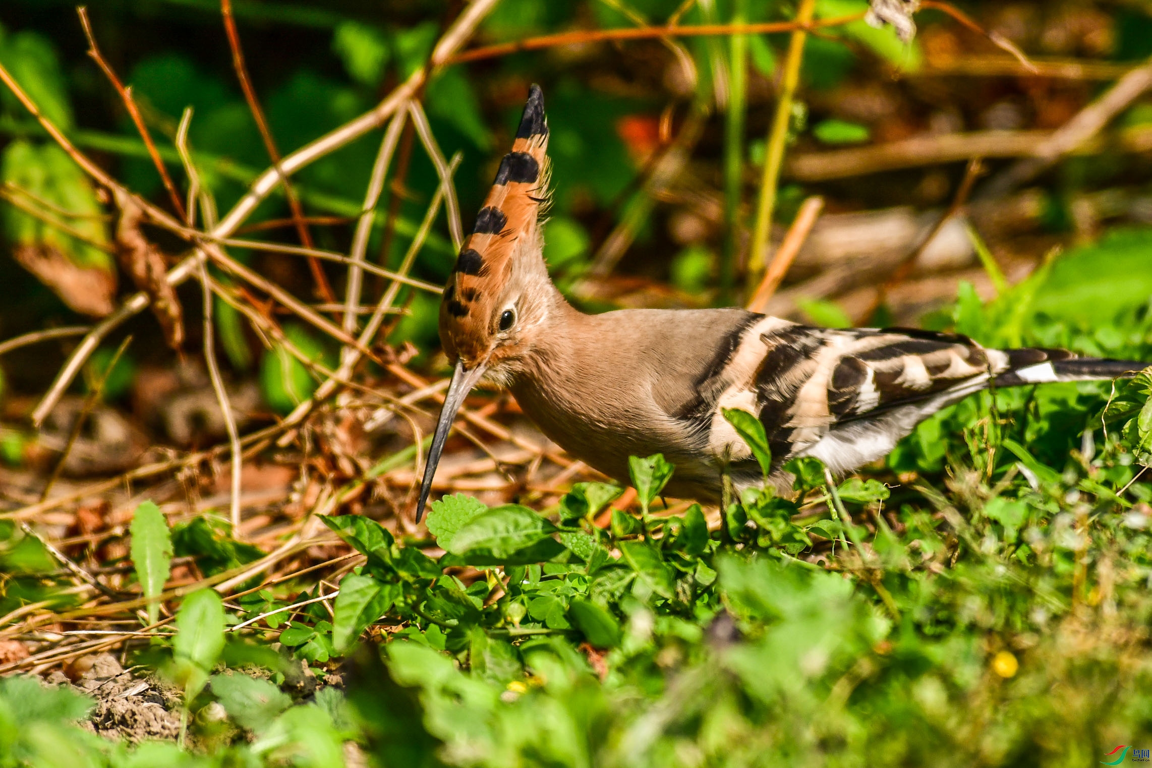 DSC_6049   ֦ͷ.jpg