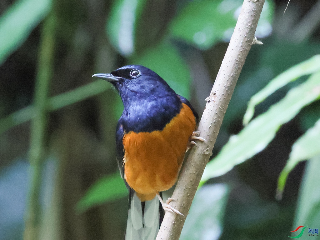 ����ȵ�1.jpg
