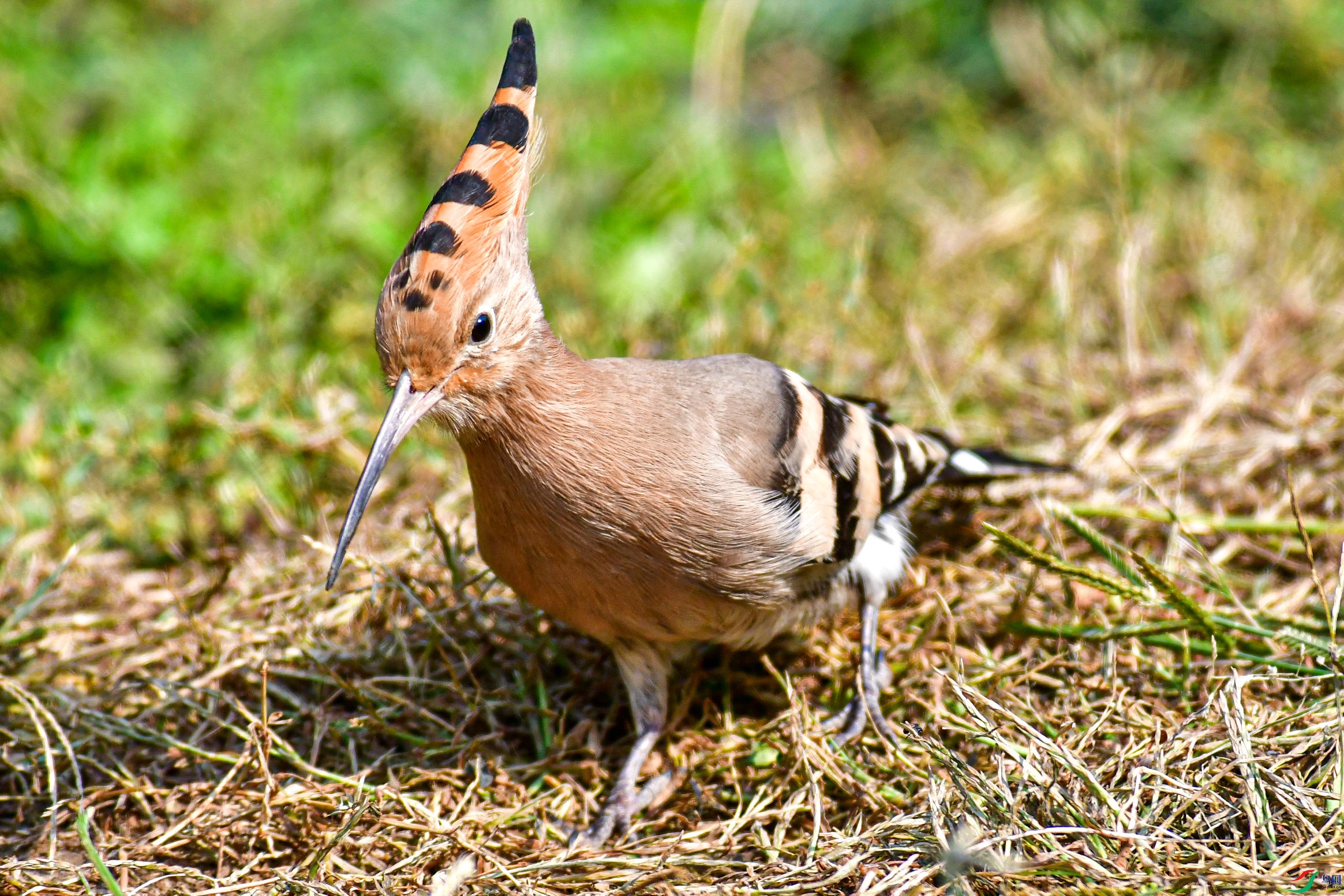 DSC_6082   ֦ͷ.jpg