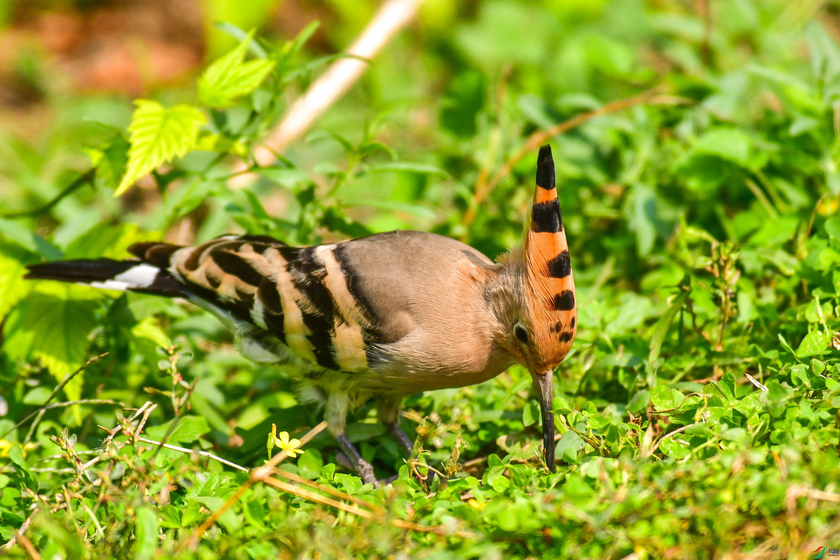 DSC_6128   ֦ͷ.jpg