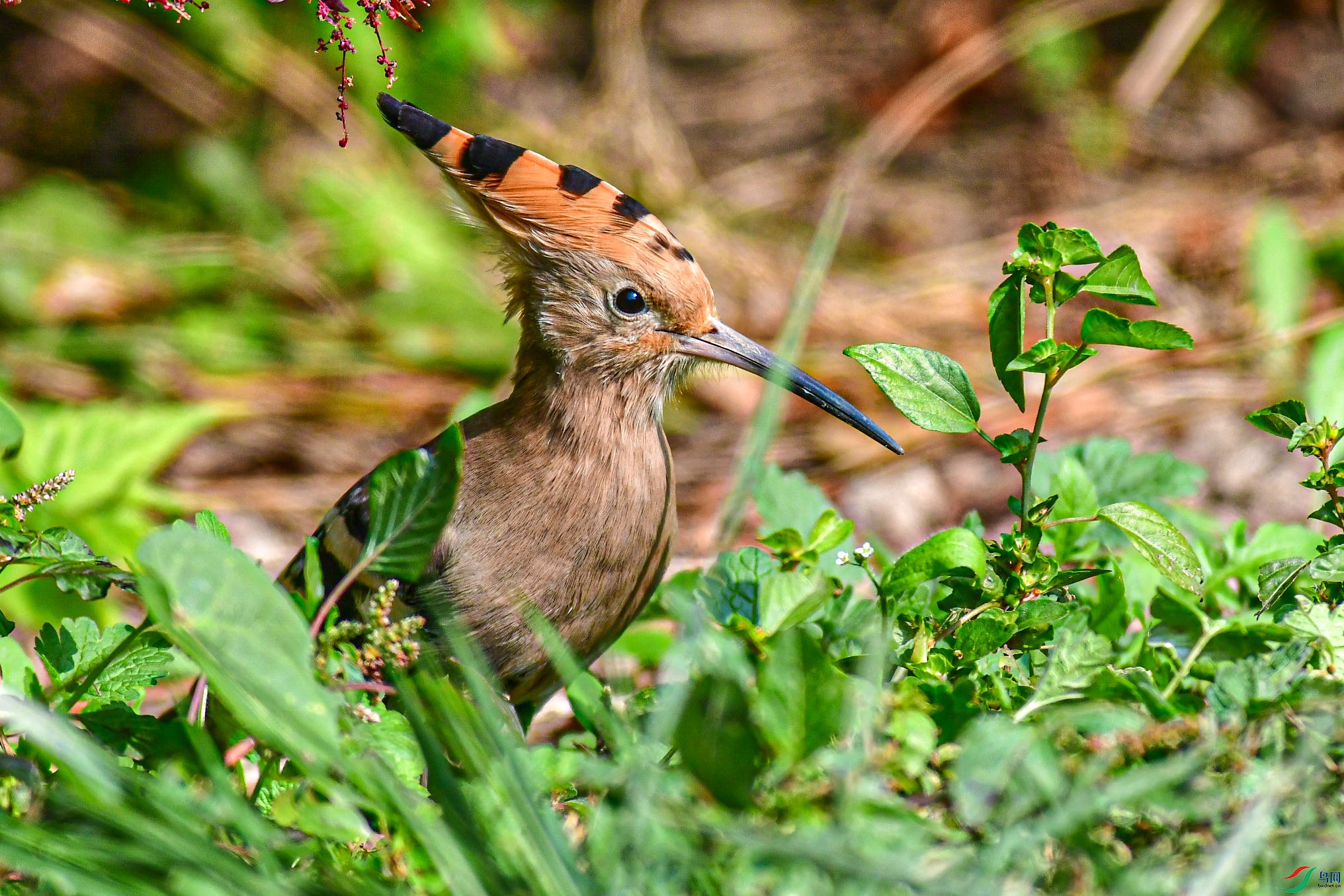 DSC_6060   ֦ͷ.jpg