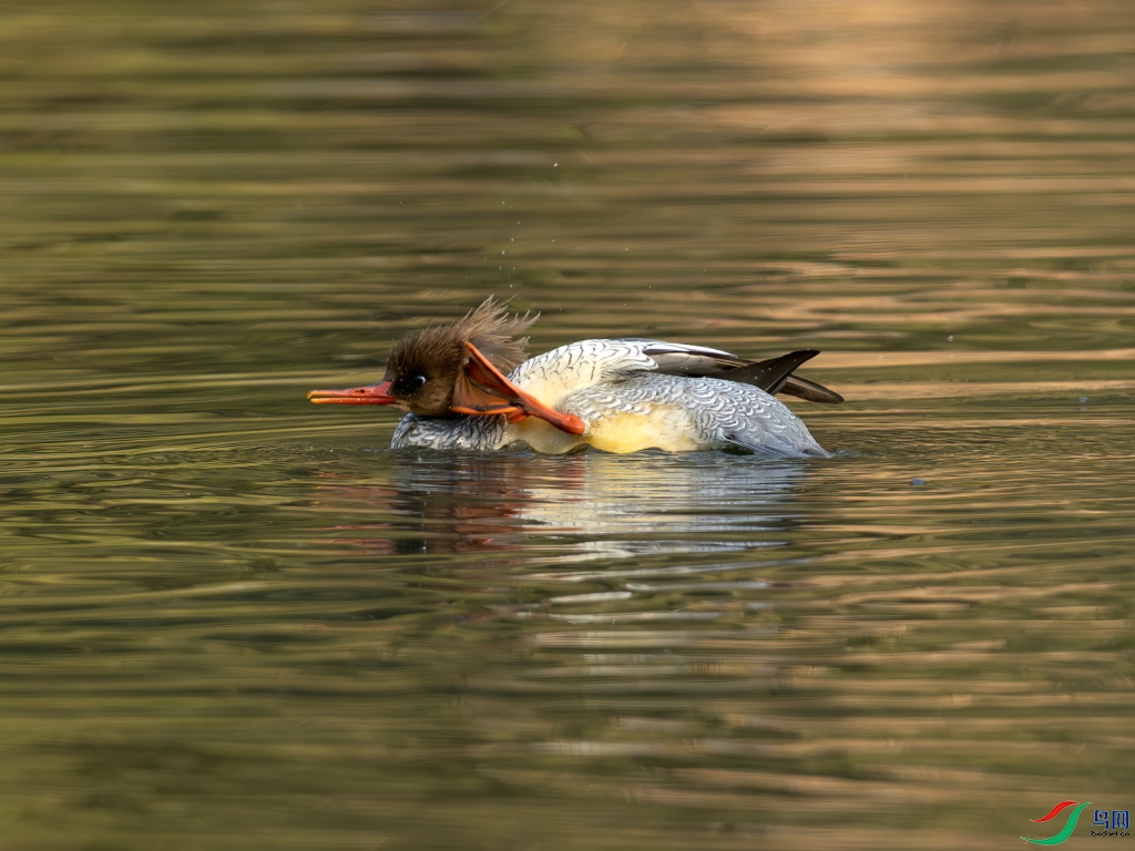 BD7A8980 ����_dh_dh.jpg