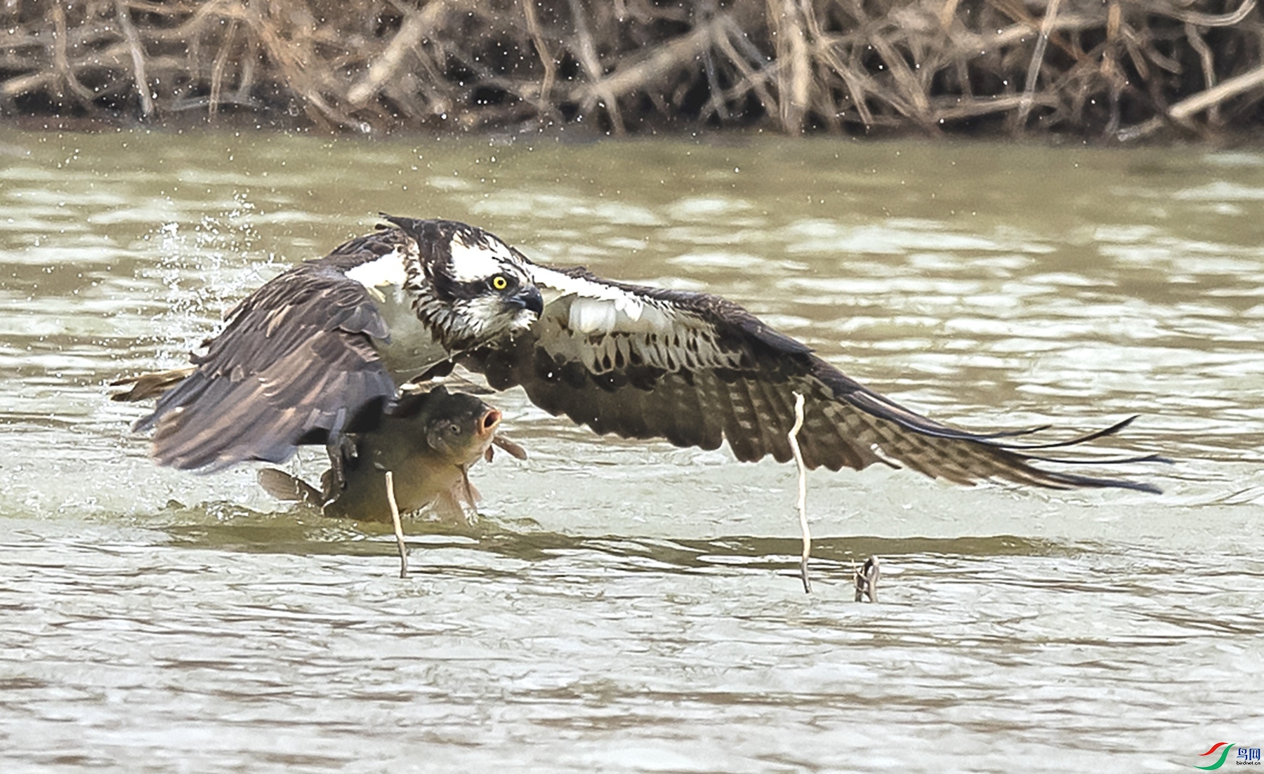 DSC_3786_����.jpg