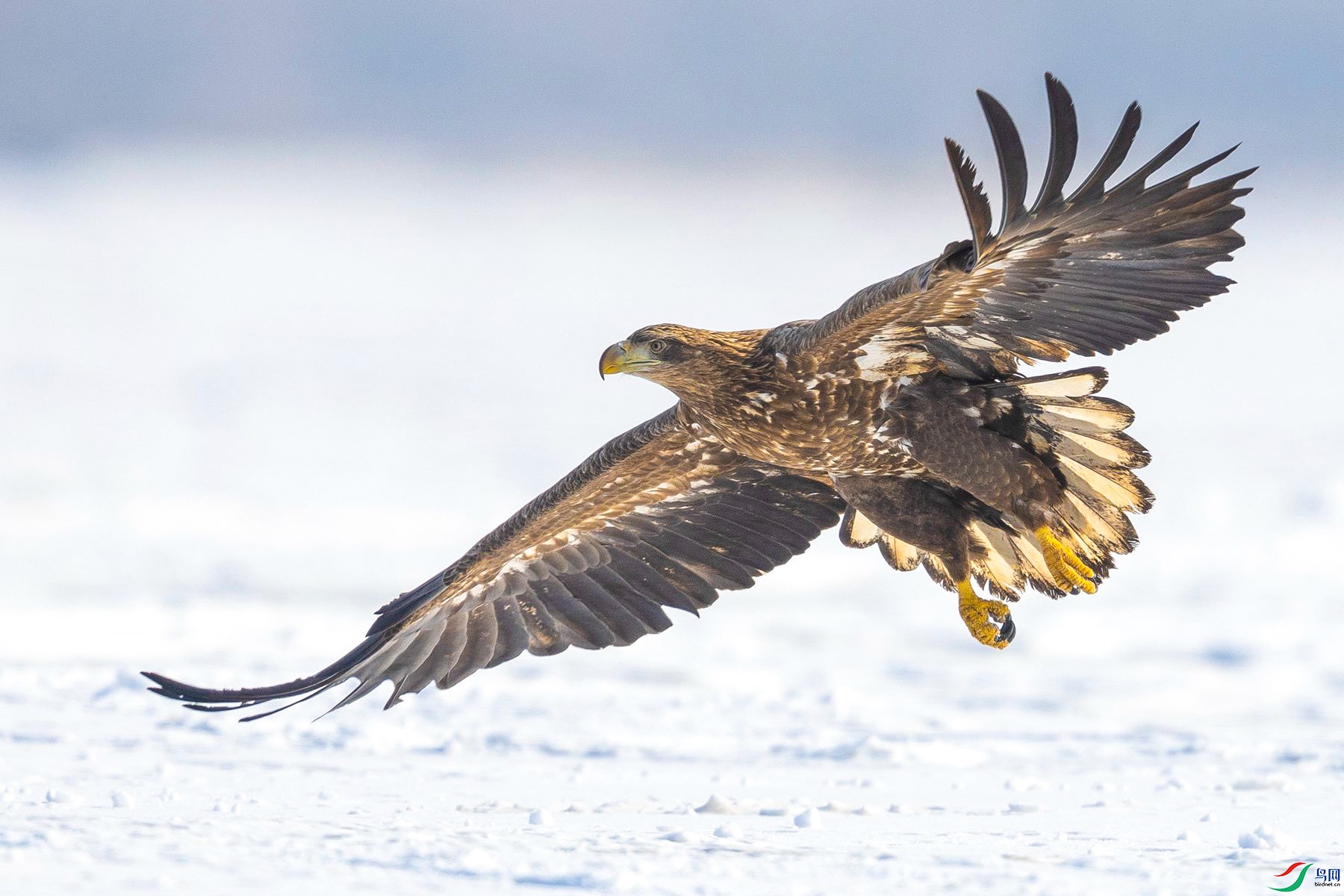 ��β����06