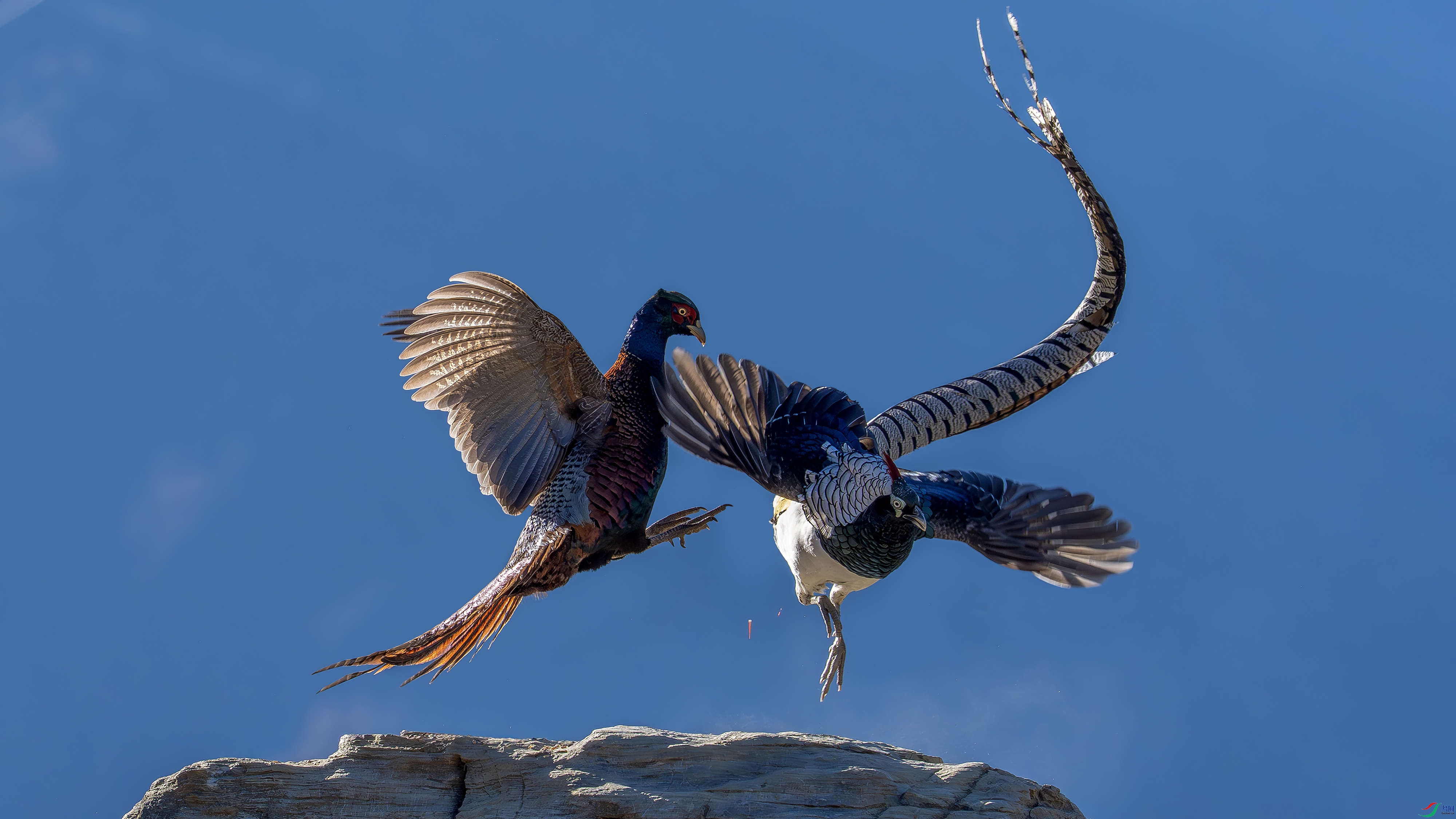 DSC07198-f.jpg