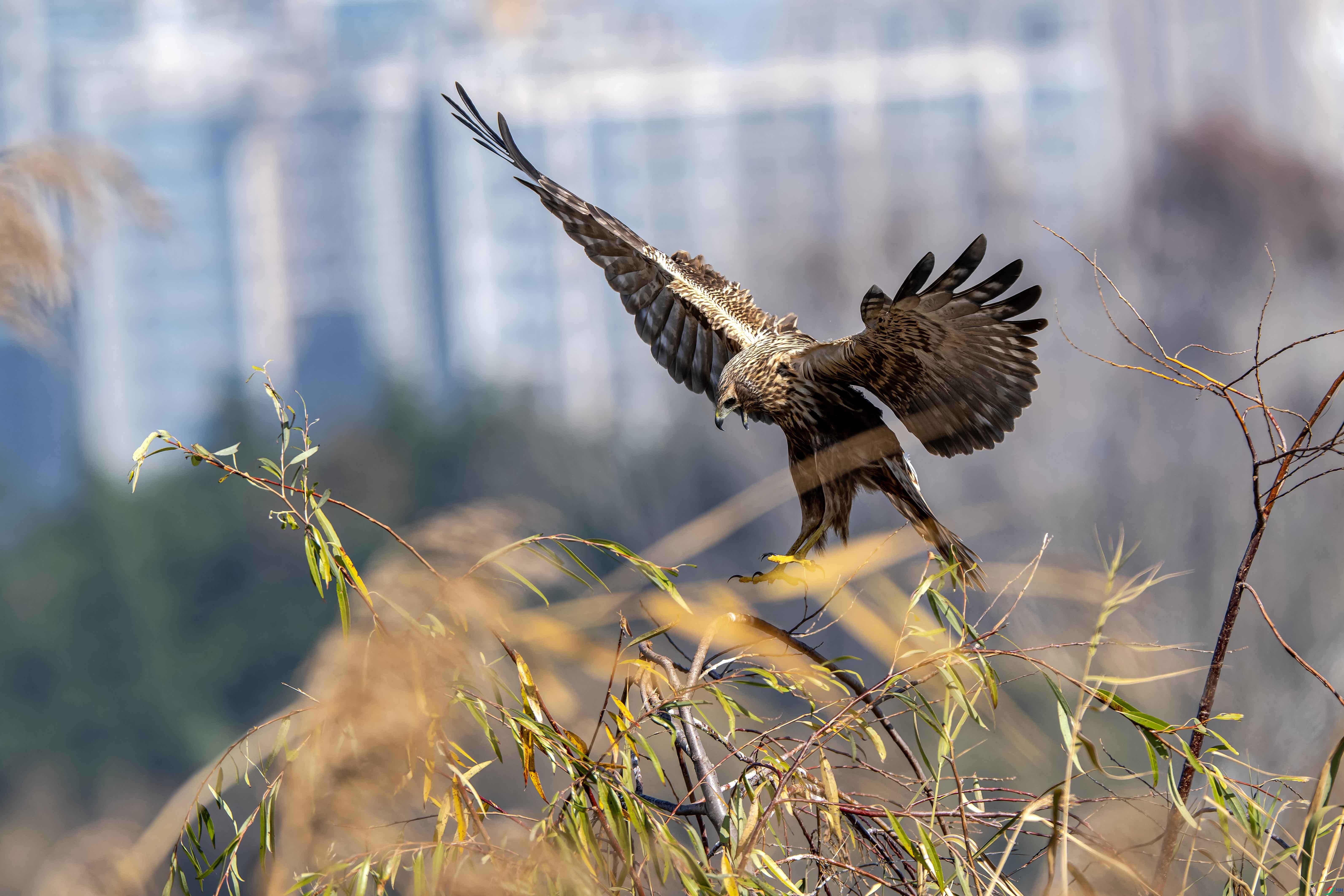 Z8D_6232-NEF_DxO_DeepPRIMEXD ���� 2.jpg