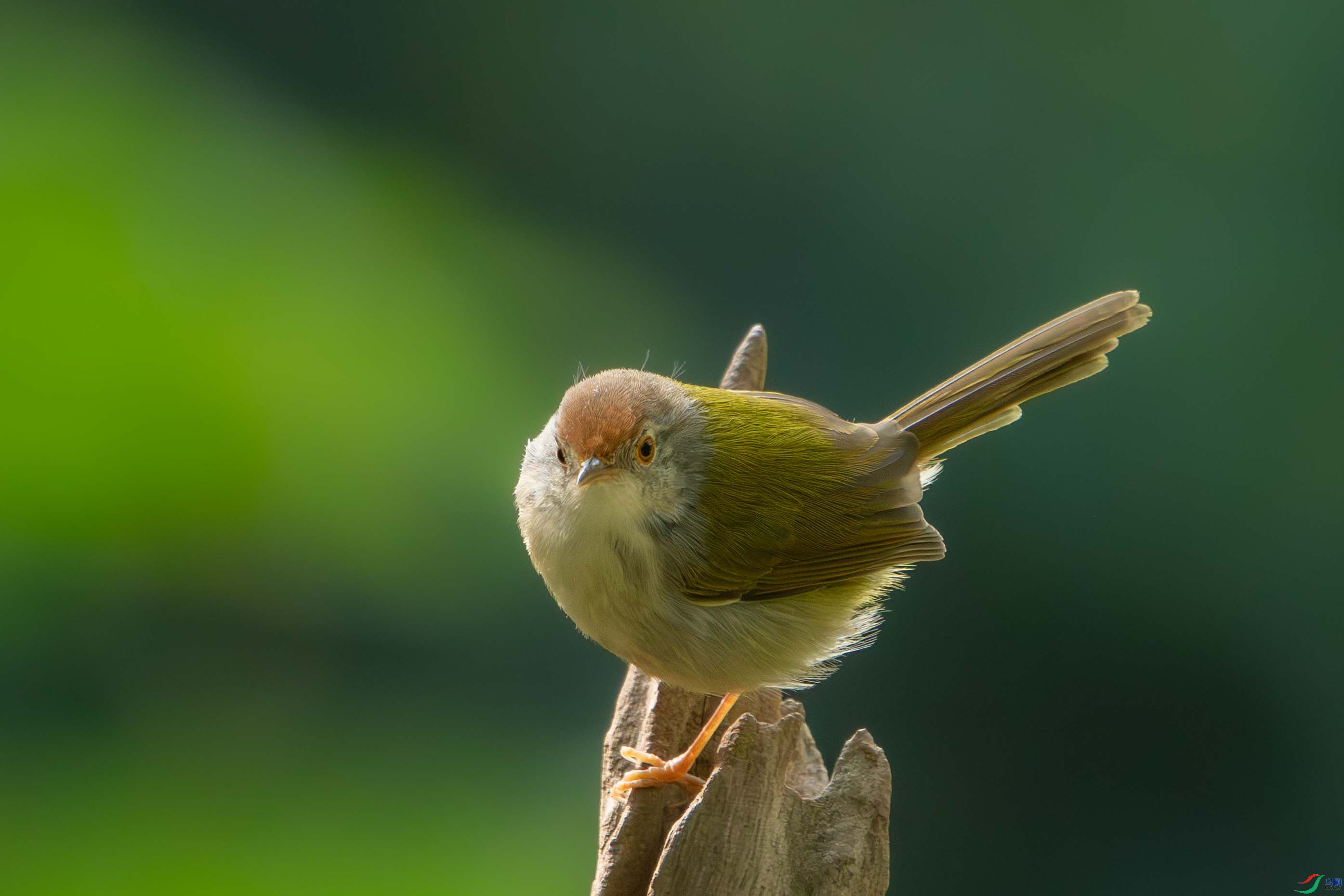 DSC_3128 ����_1.jpg