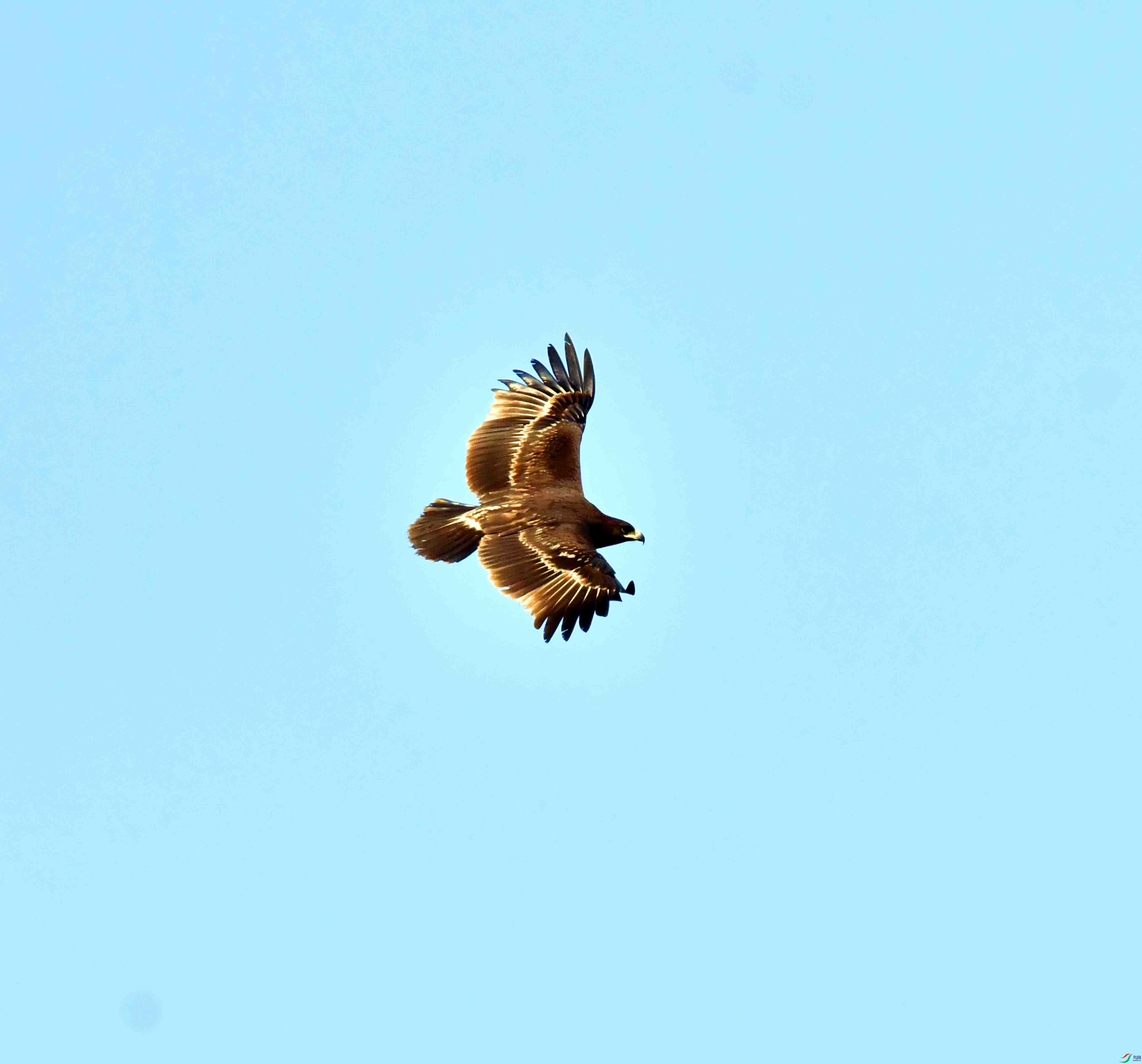 DSC_9310.JPG