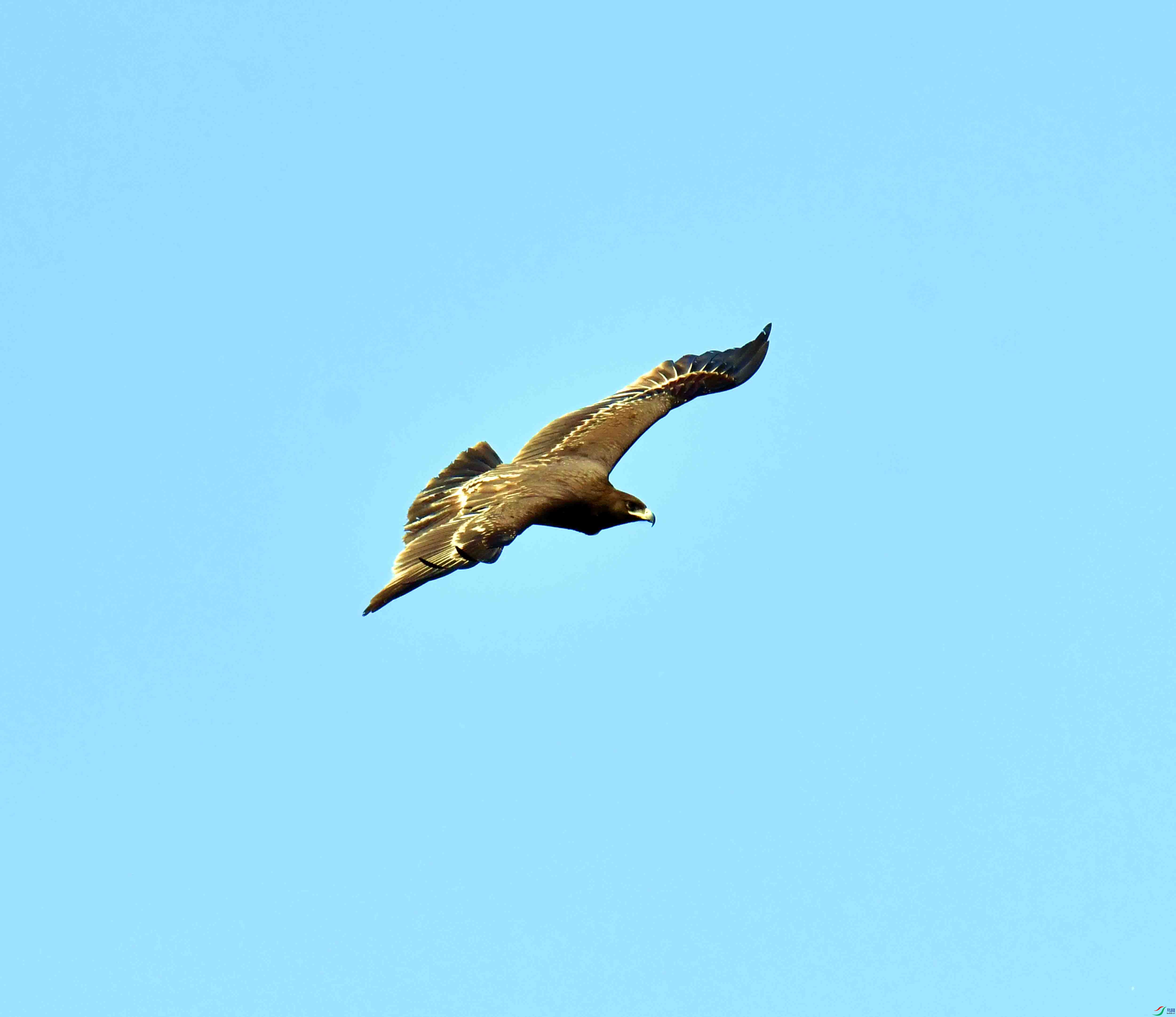 DSC_9339.JPG