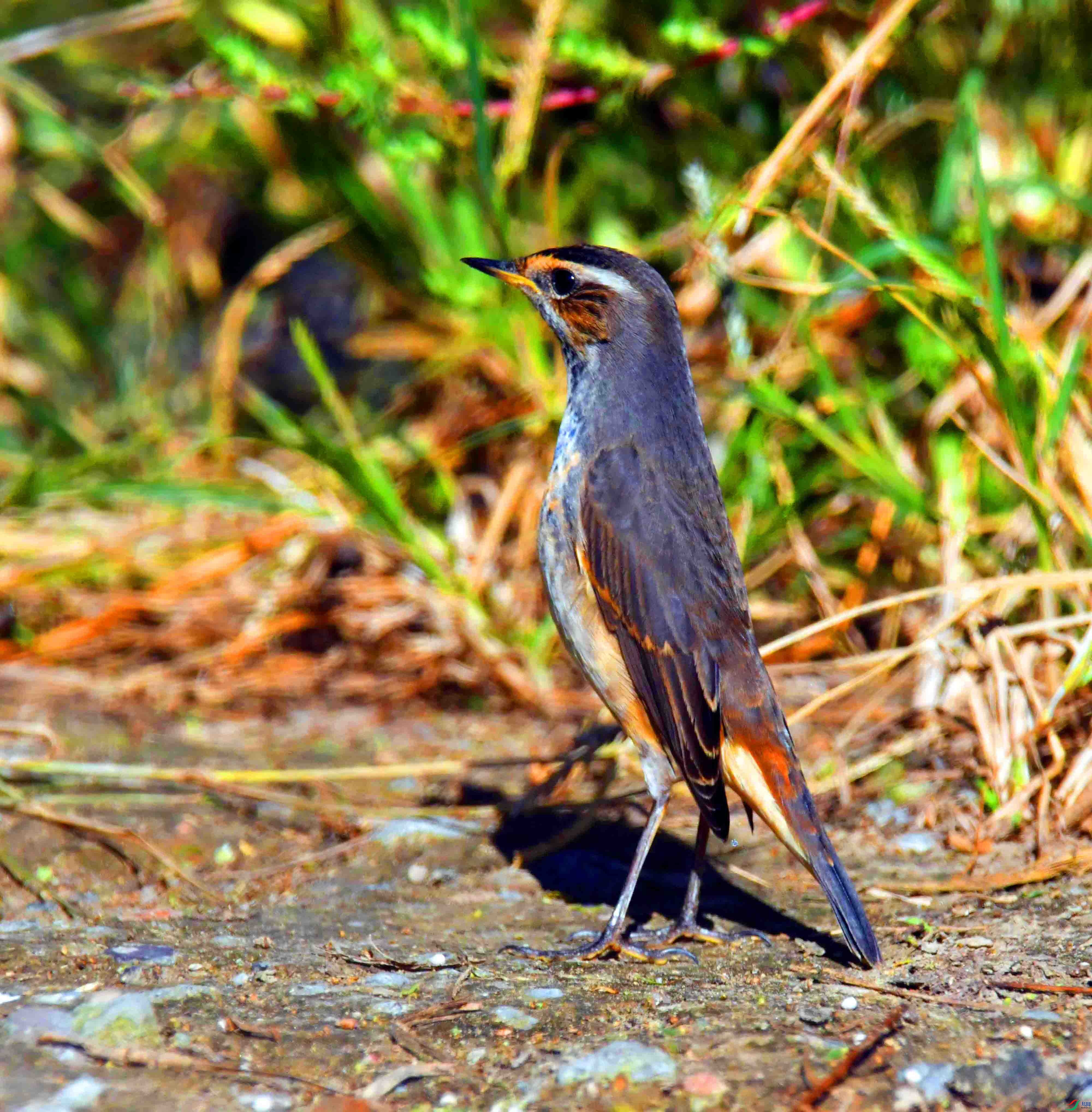 DSC_5928.JPG
