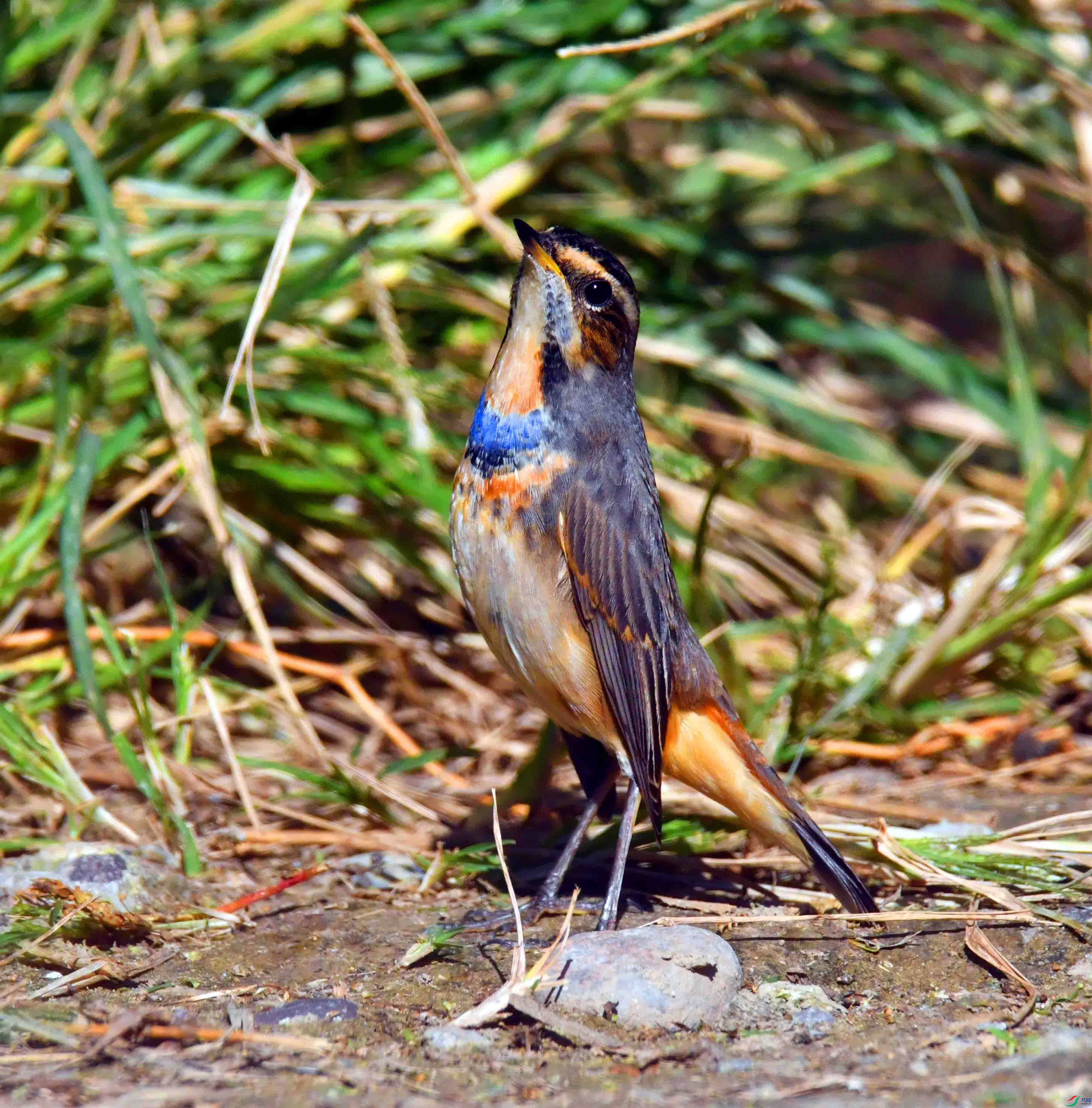 DSC_5920.JPG