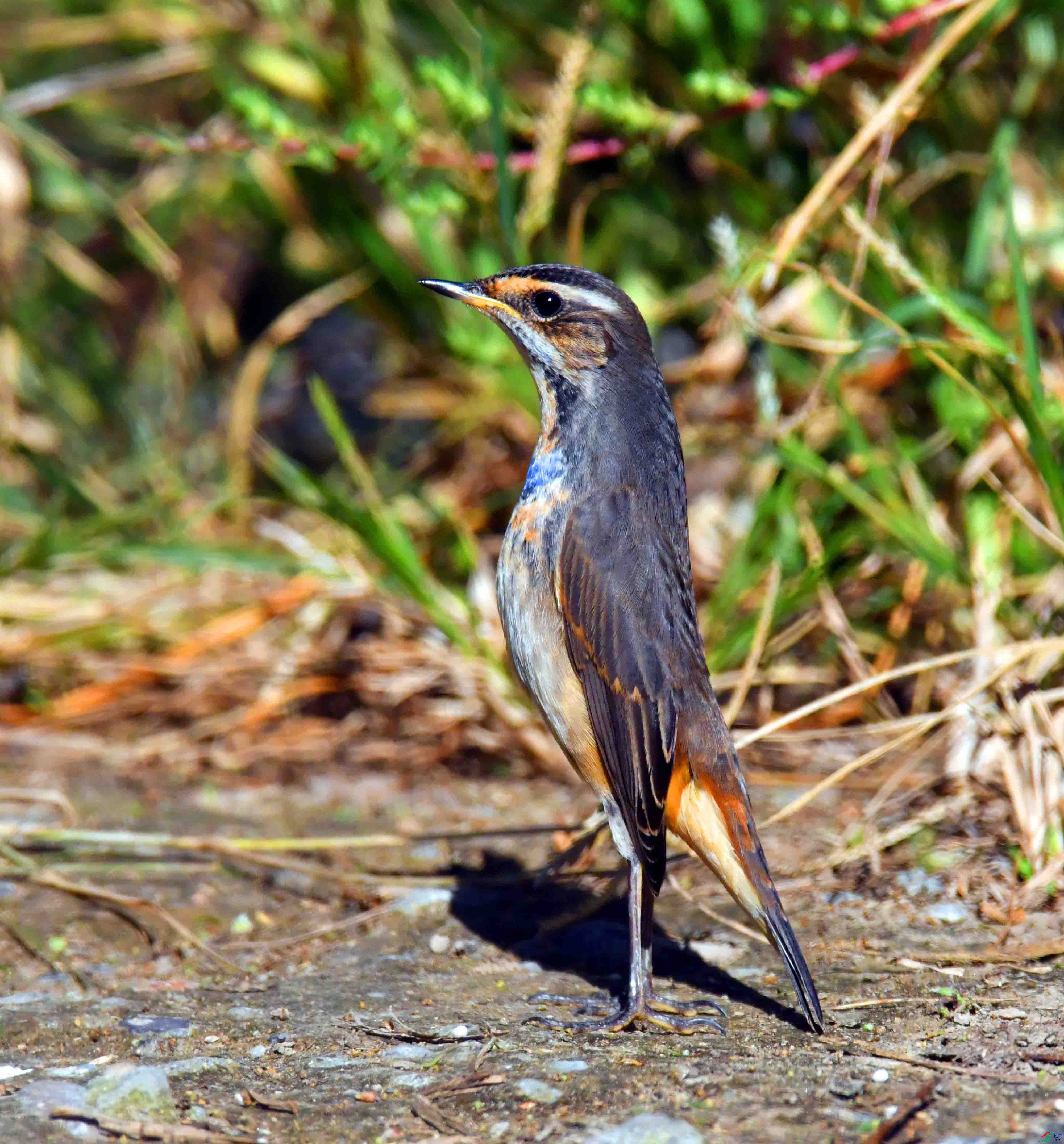 DSC_5931.JPG