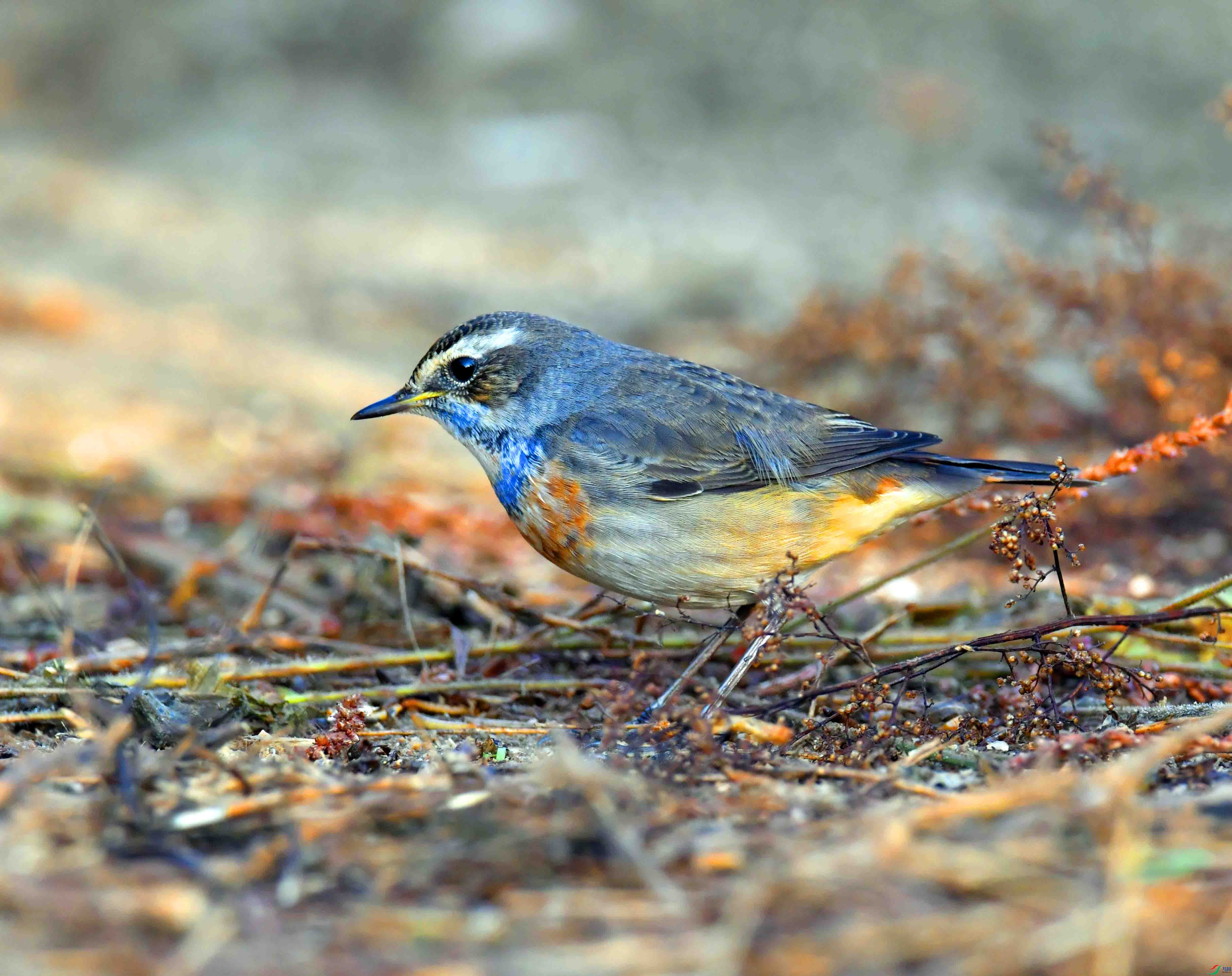DSC_6270.JPG