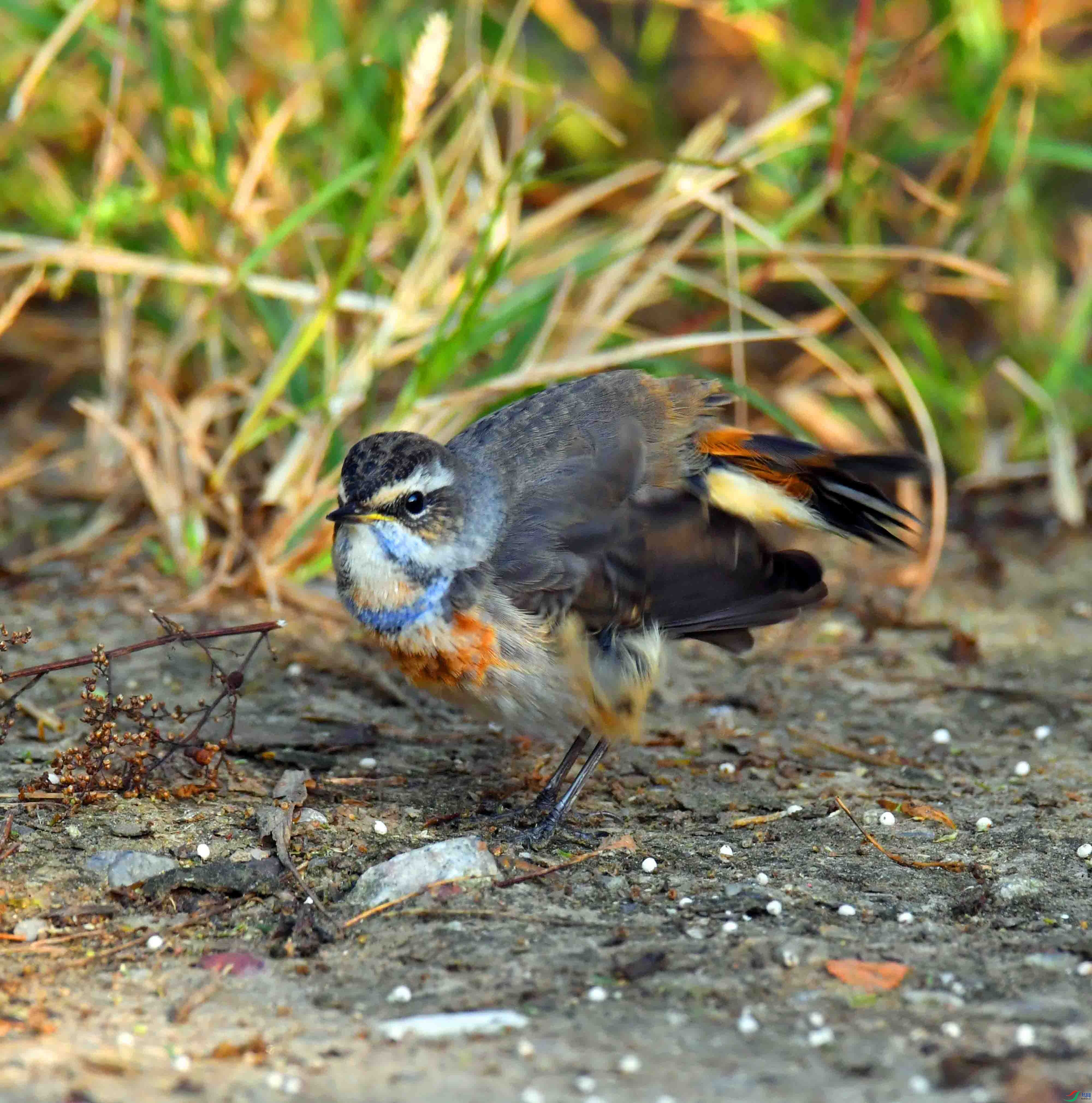 DSC_6281.JPG