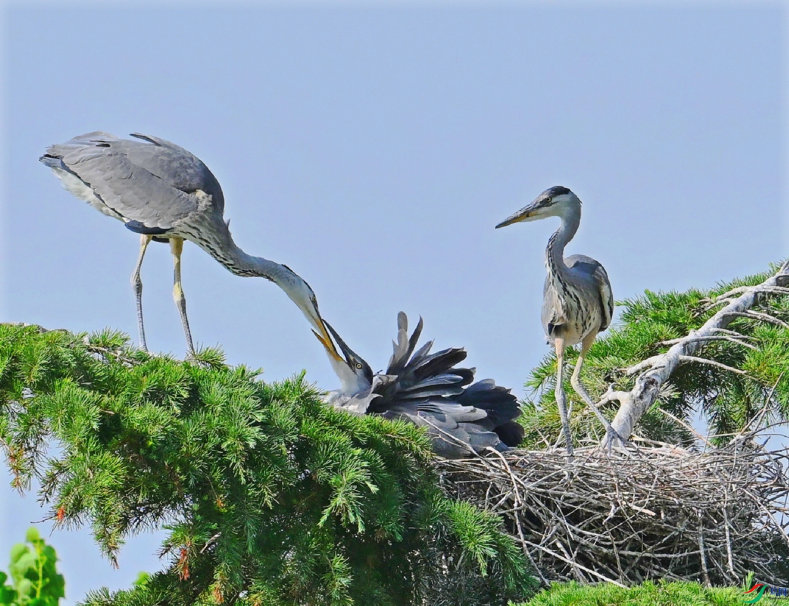 DSC_4193_conew1.jpg