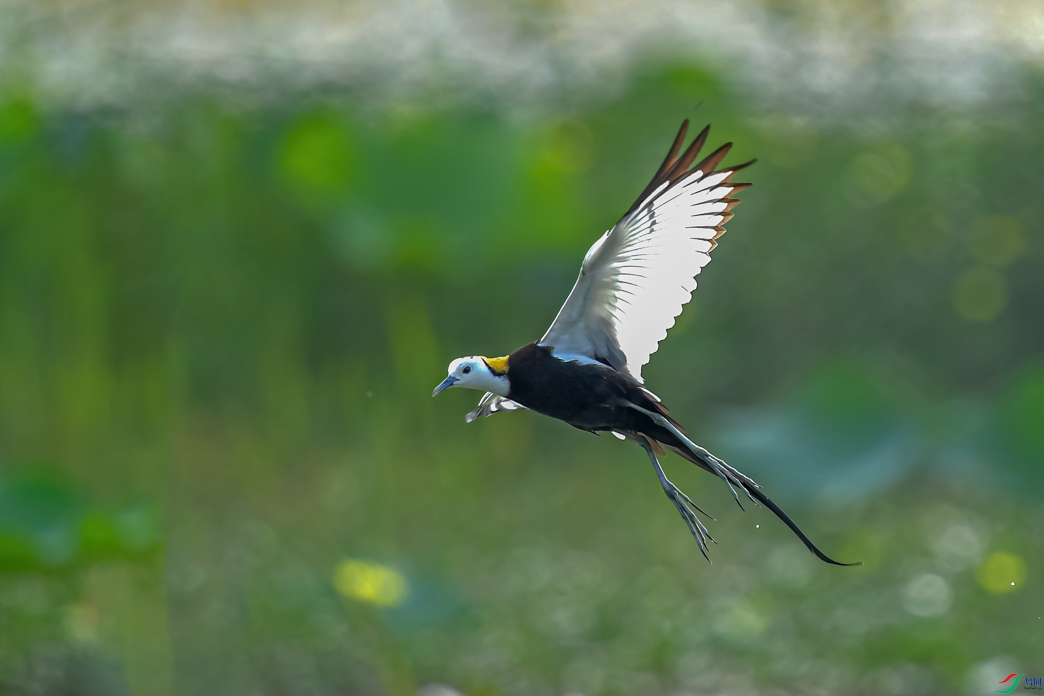 DSC_4438-11.jpg
