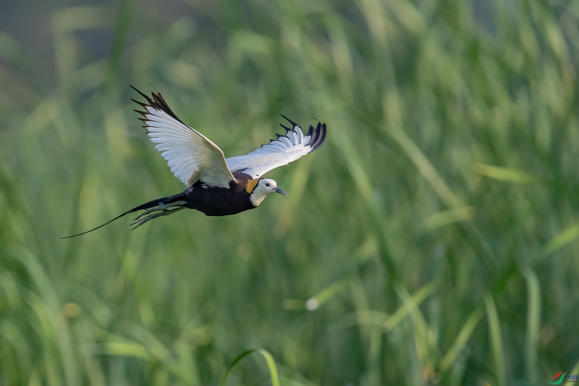 DSC_9446-11.jpg