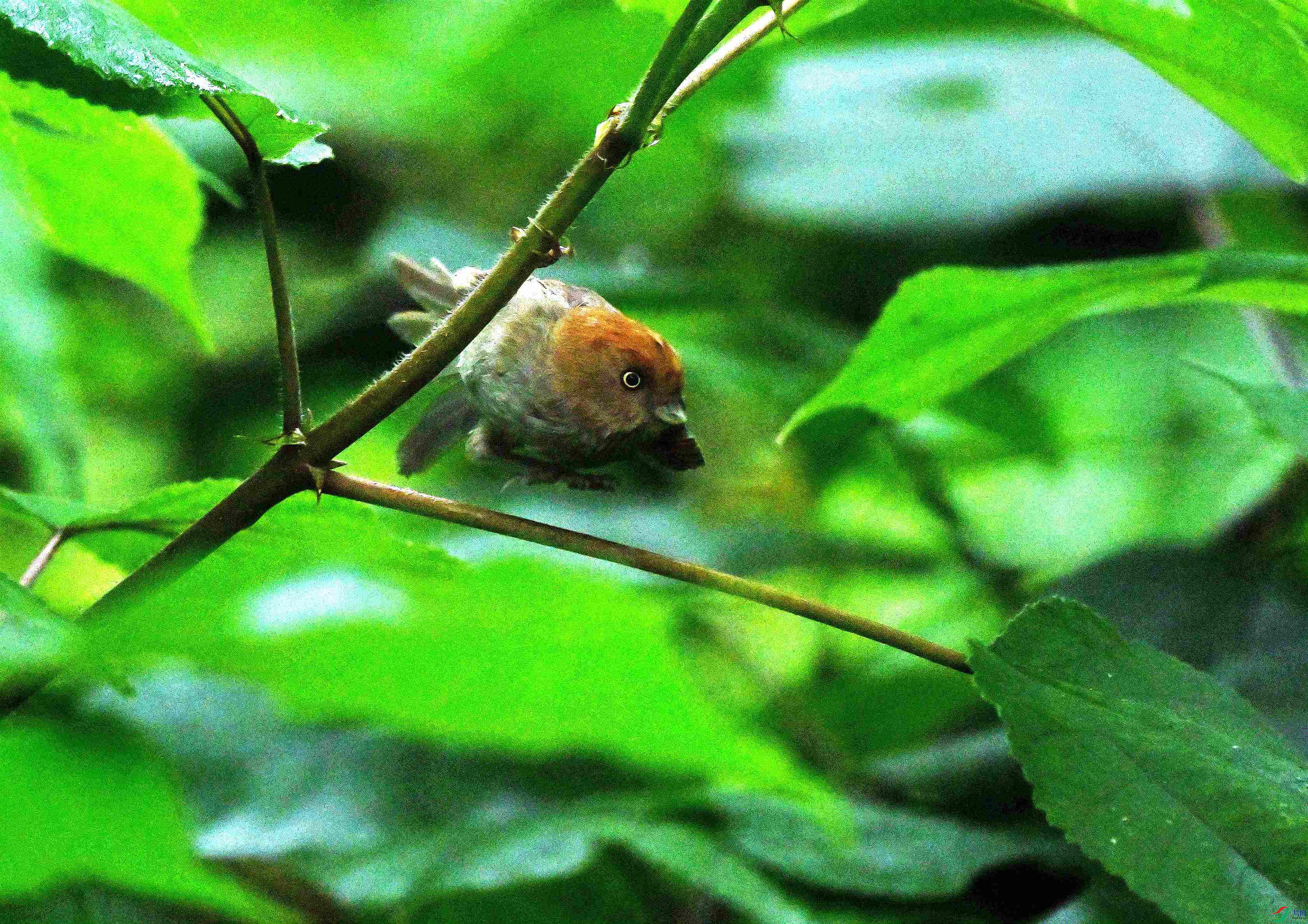 DSC_9548.JPG