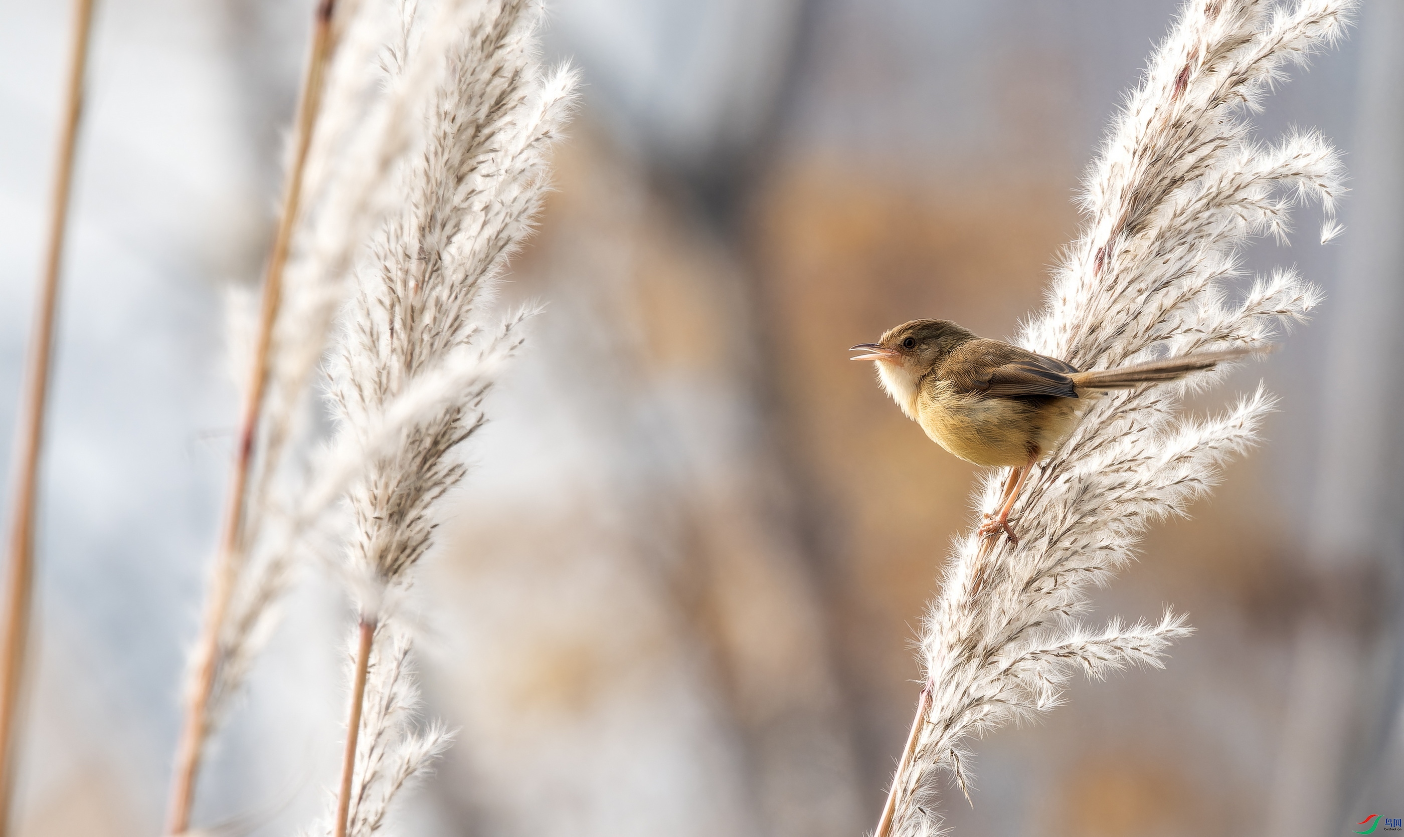 ��ɫɽ��ݺ (3)-01.jpg