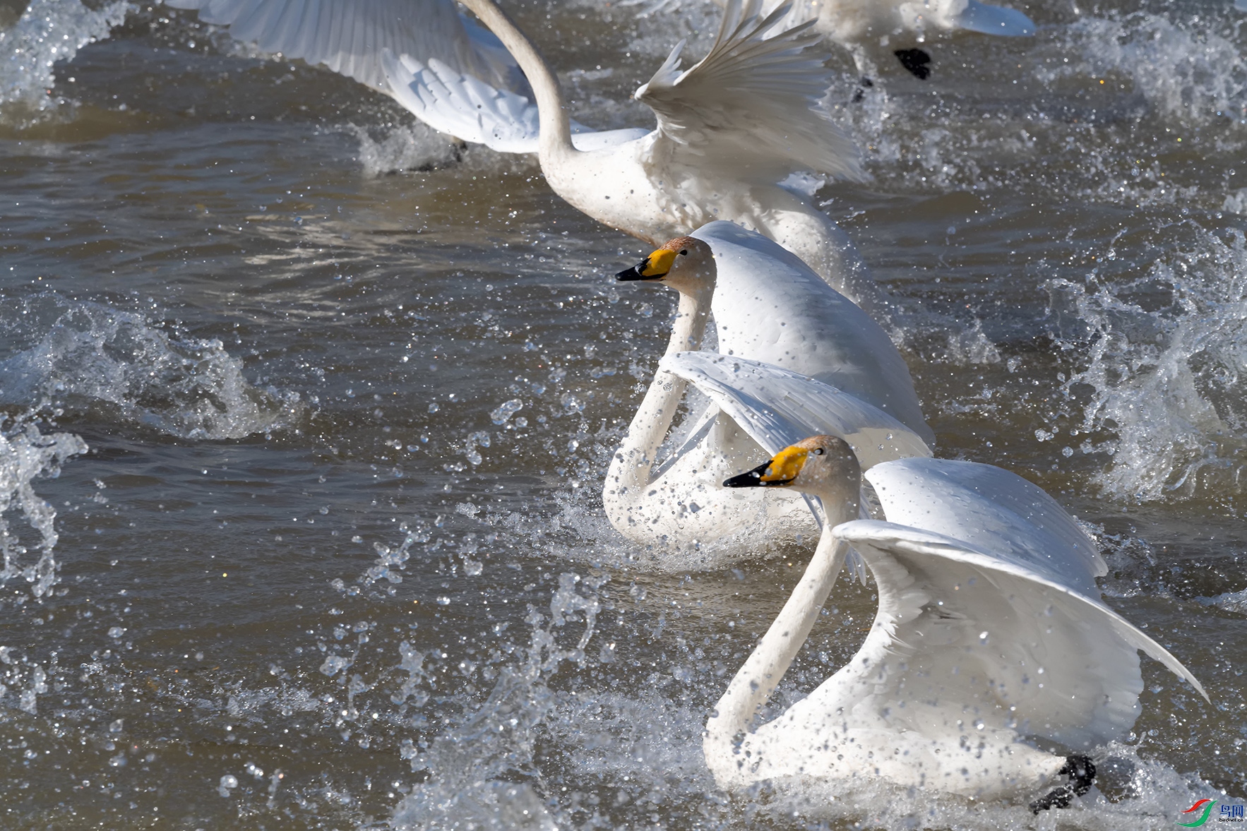 DSC_4241_DxOa.jpg