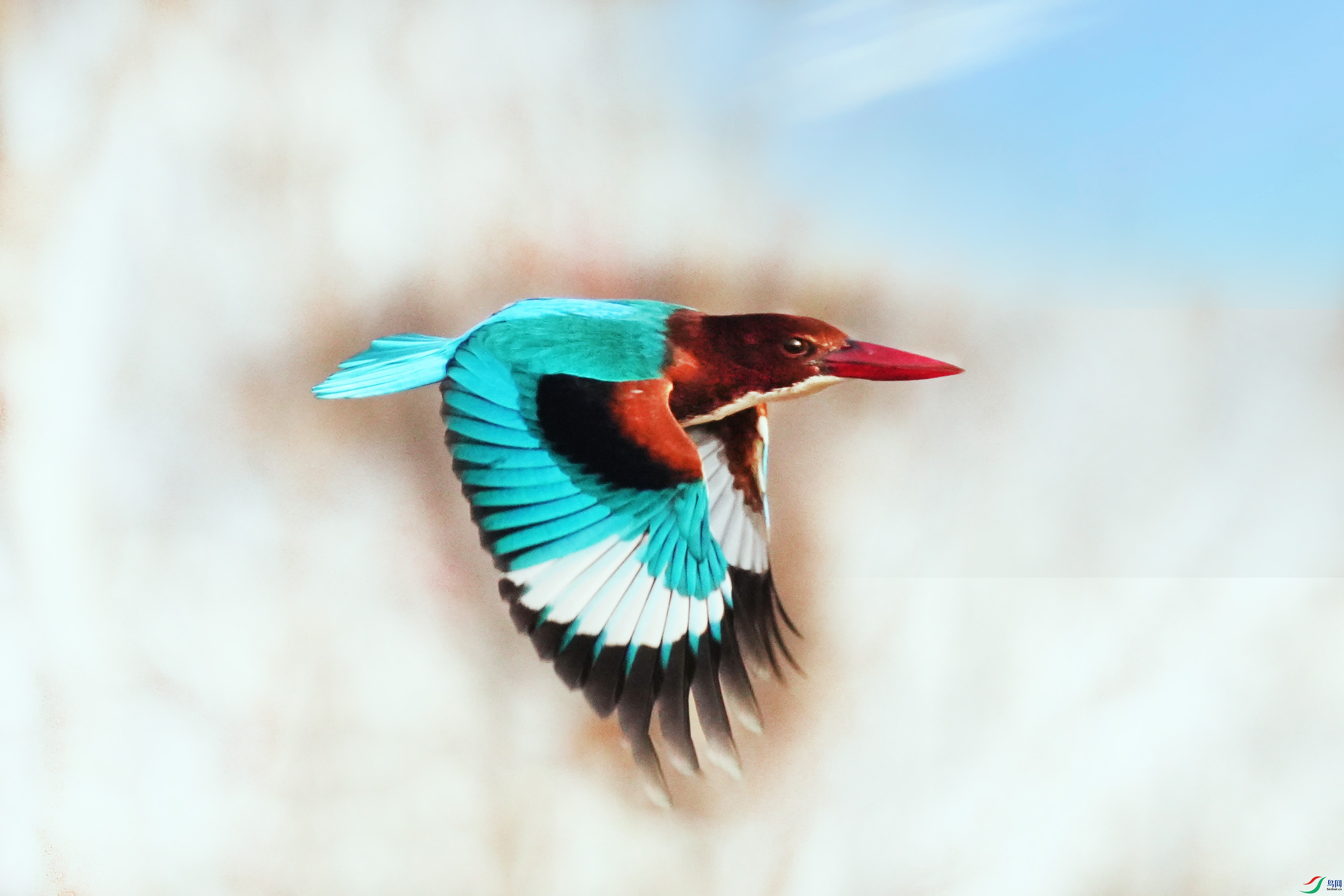 038DSC05342 ����2.jpg