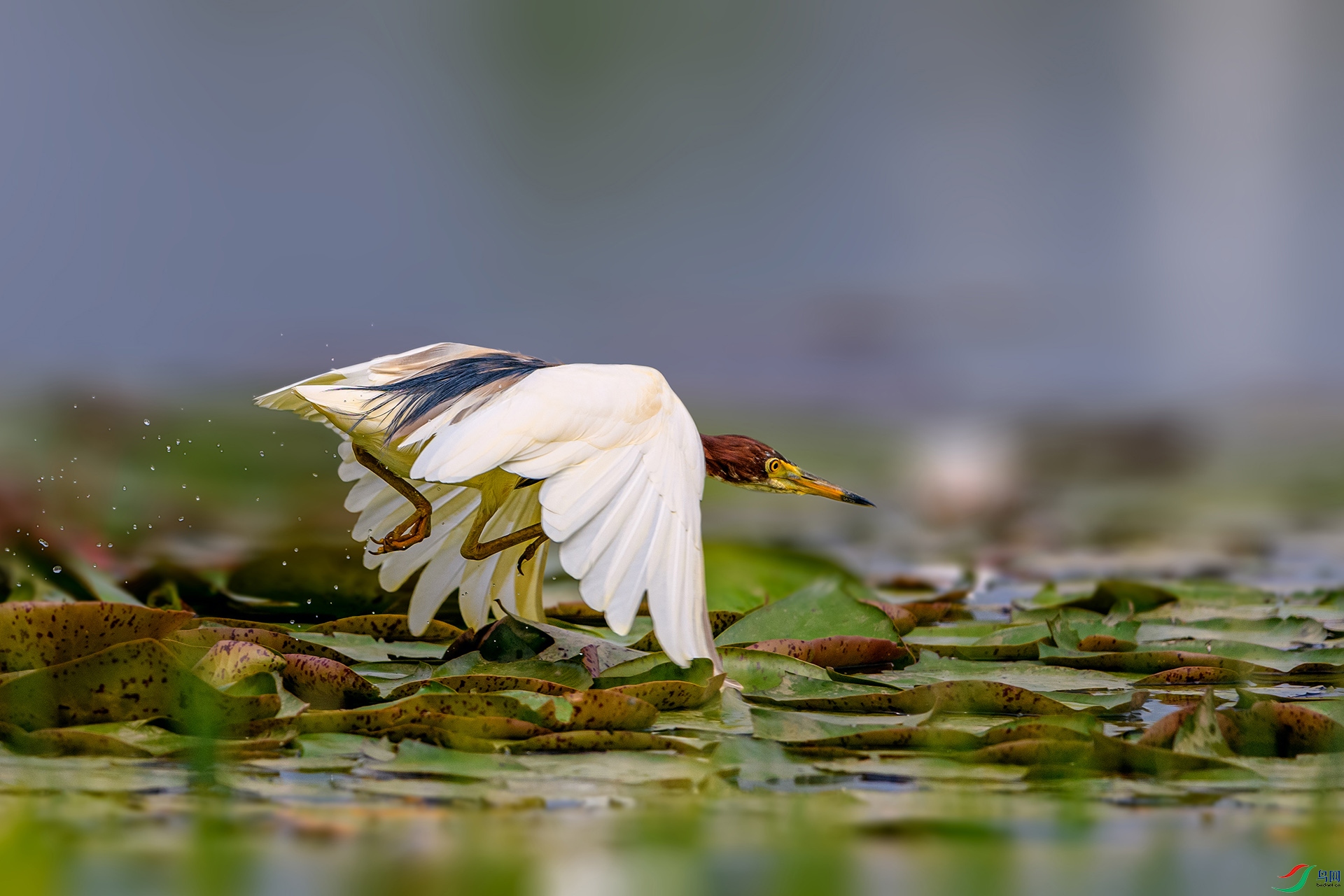 _AUU2156����(25.4.8).jpg