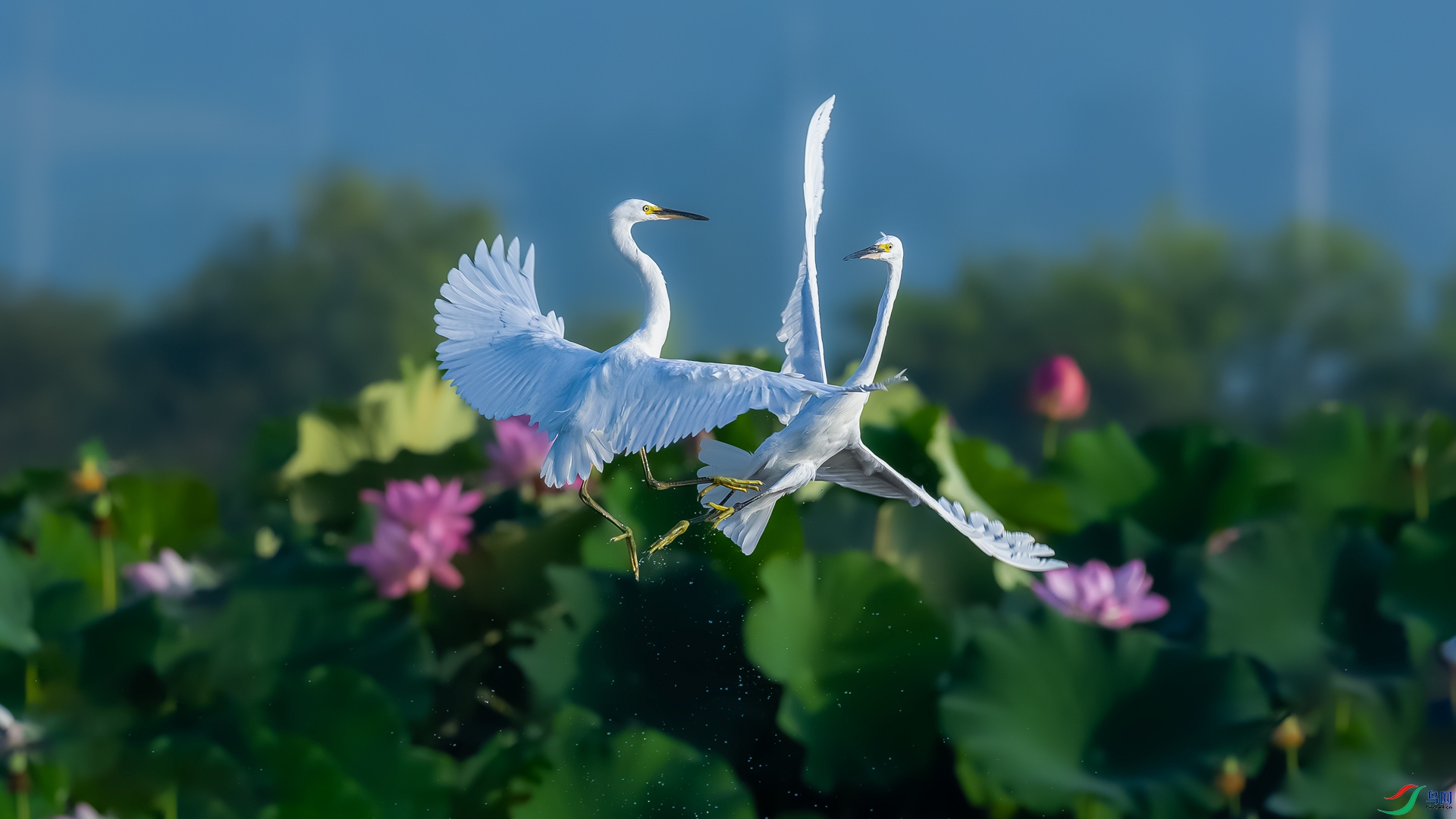 _M8A2340-����ǿ-NR.jpg