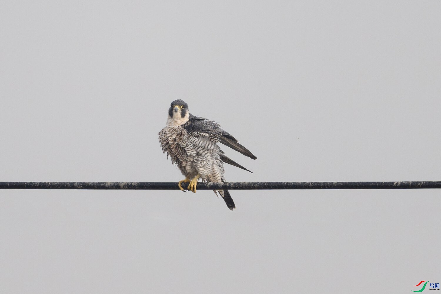 _DSC9093-����ǿ-NR ���� 2.jpg