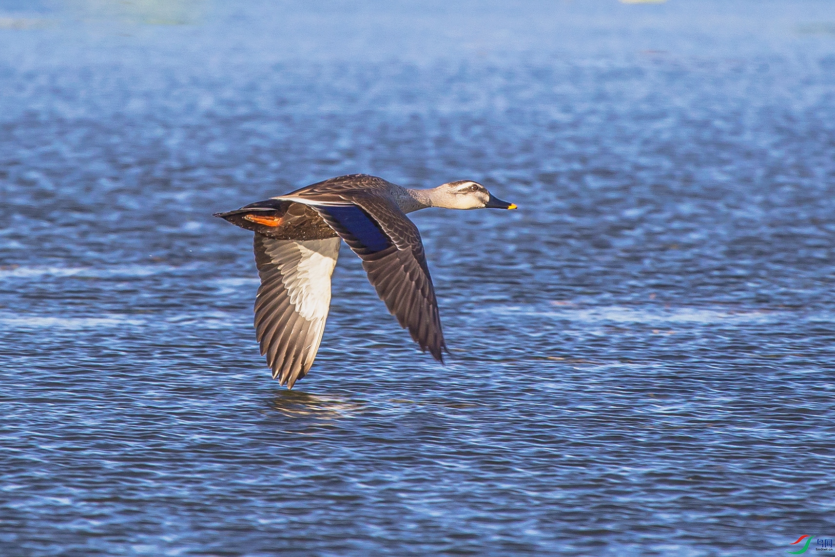 _MG_3147 ����.jpg