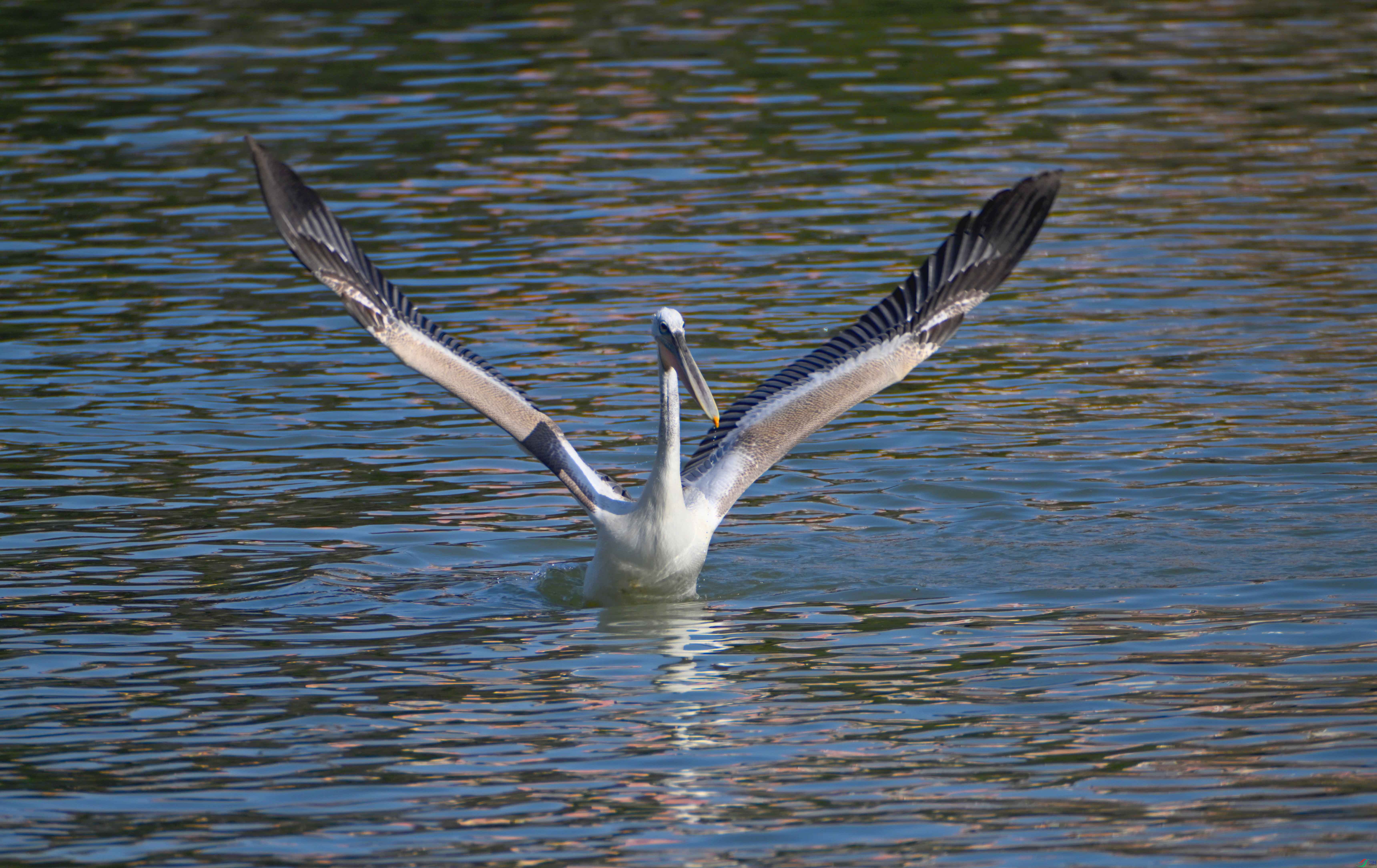 ��������������̬ (2).jpg