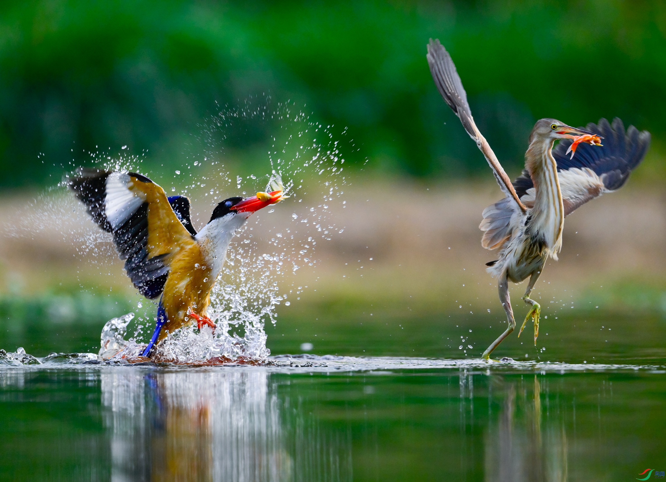 _DSC3950x.jpg