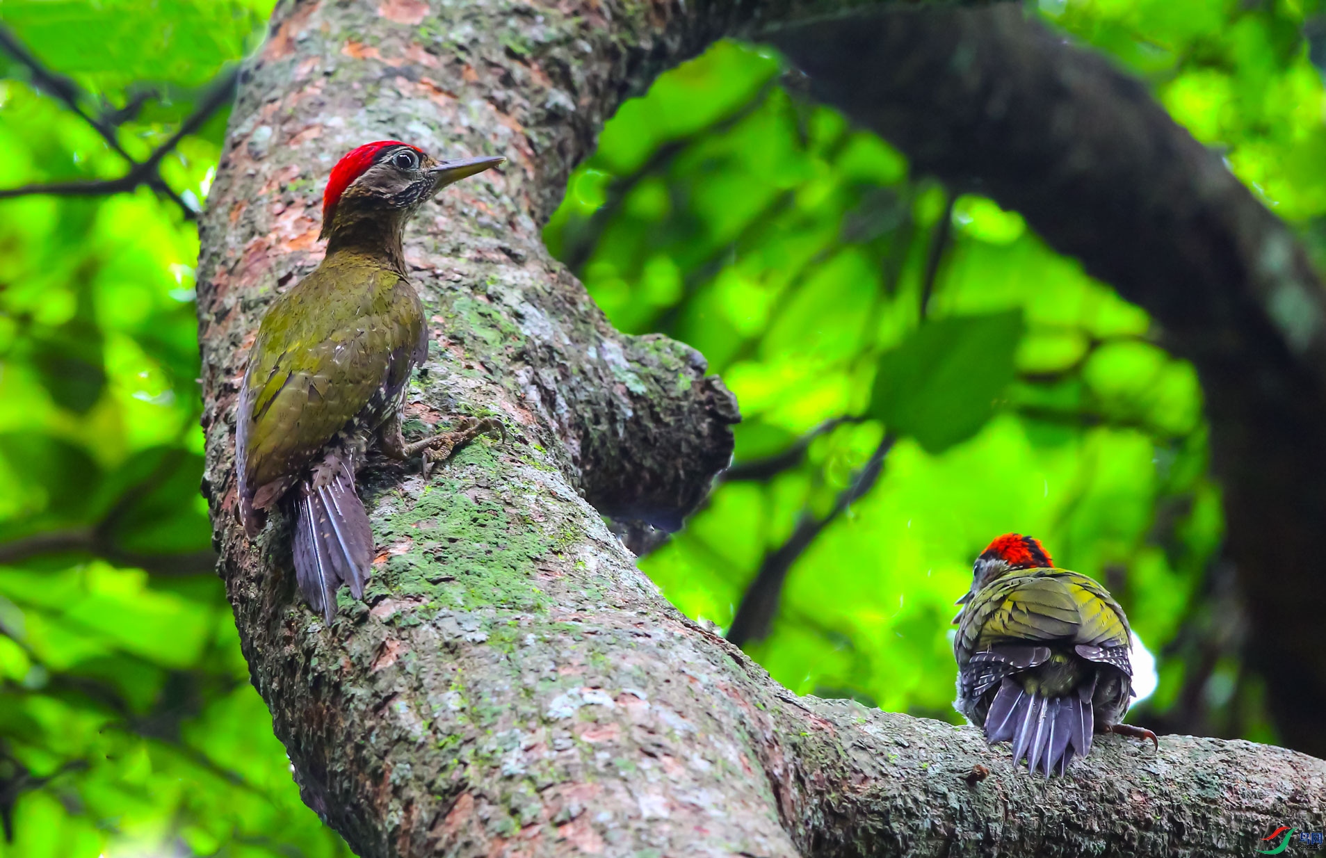 ����ľ��.jpg