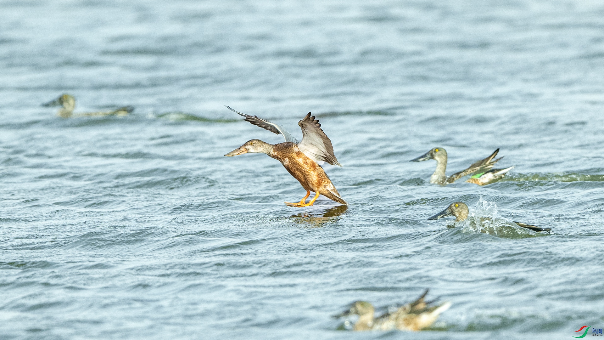 DSC_8537 ����.jpg