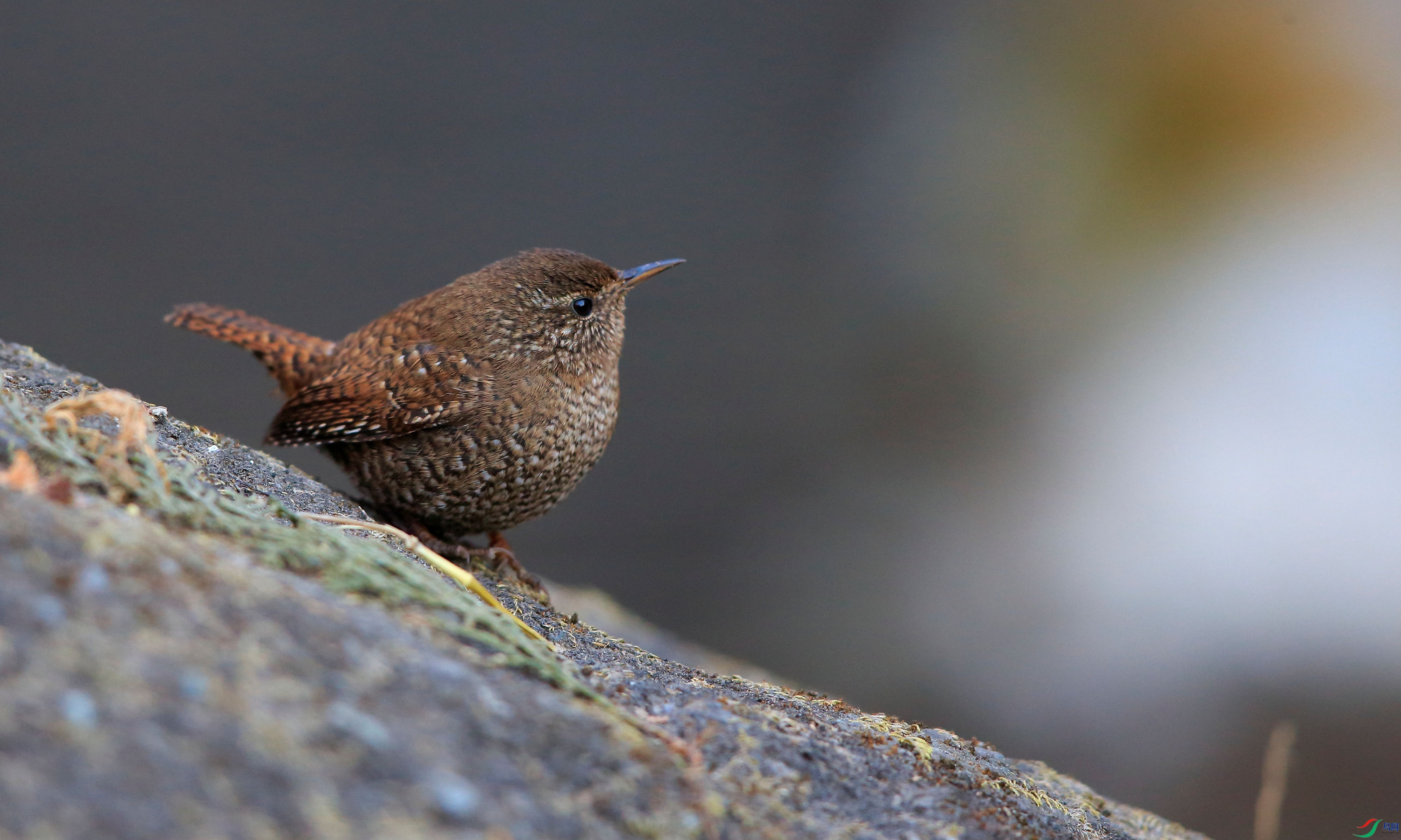 _CO_3557_����.jpg
