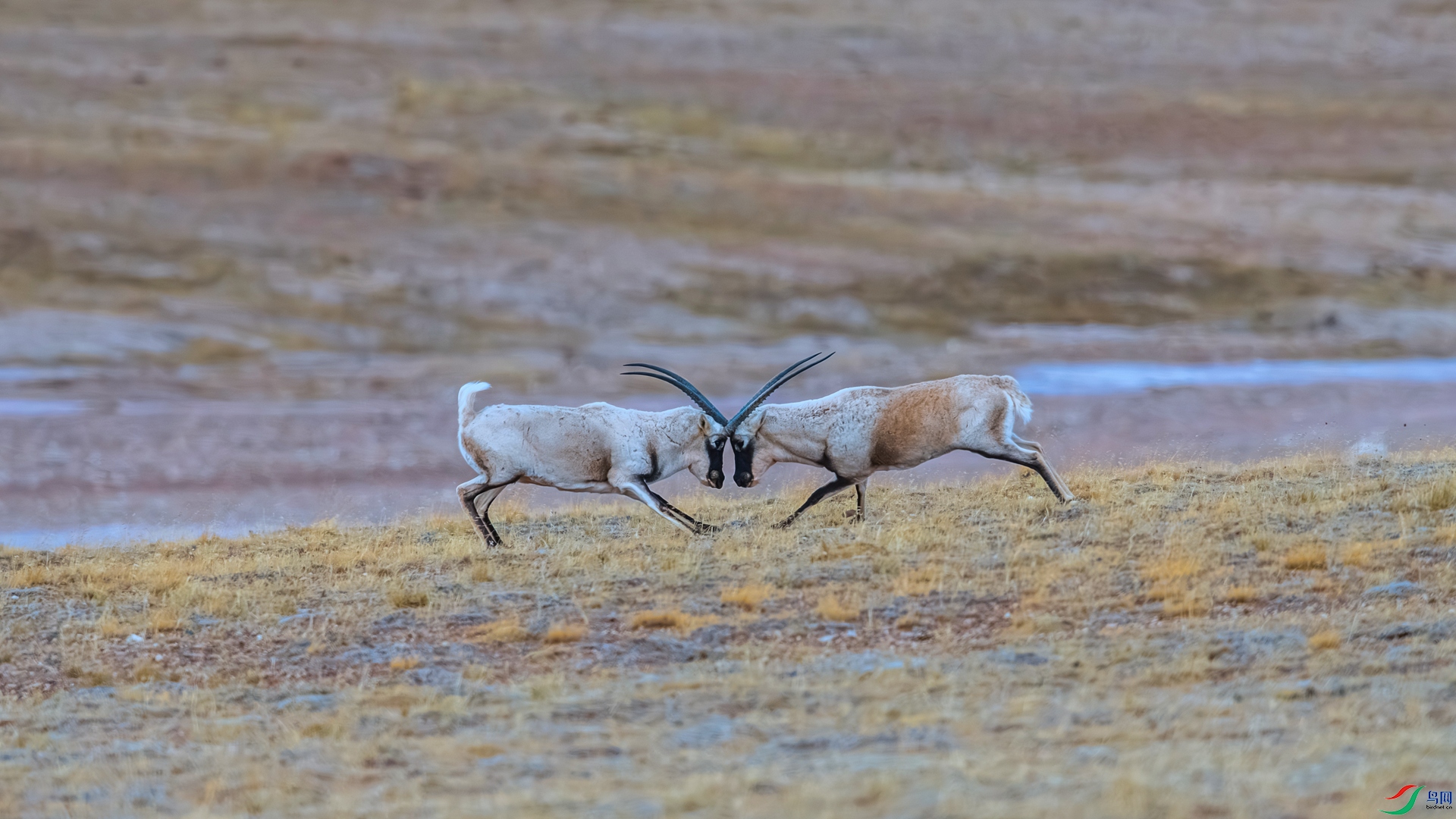 _DSC1401 ����_����.jpg