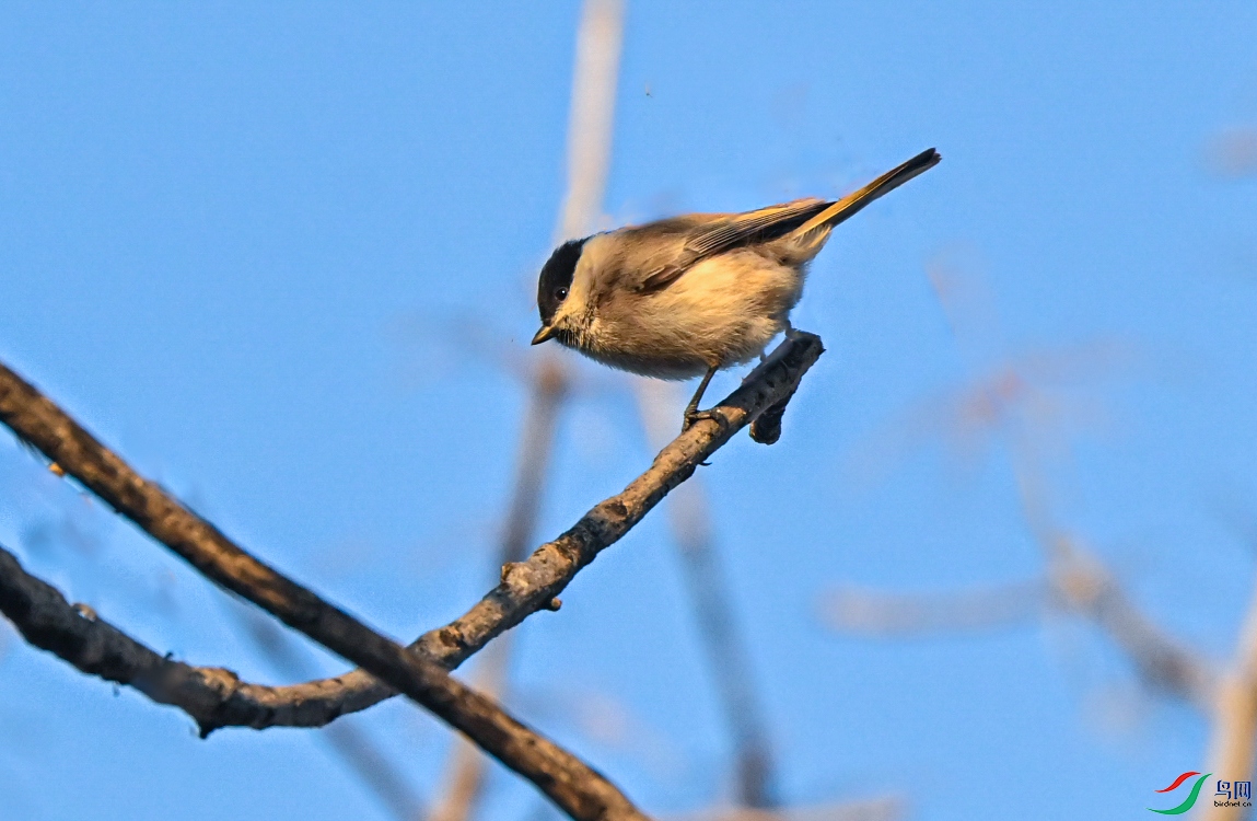 DSC_0426_1.jpg