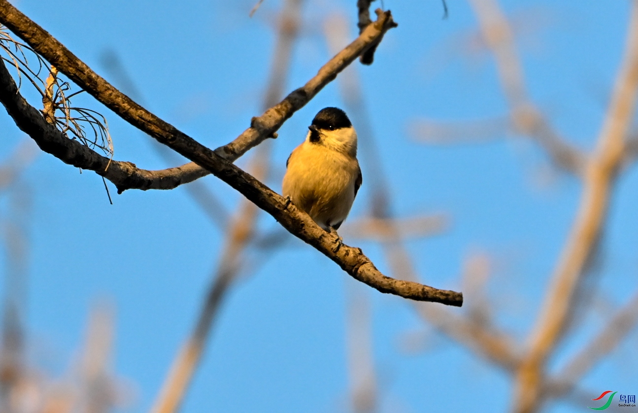 DSC_0431.jpg
