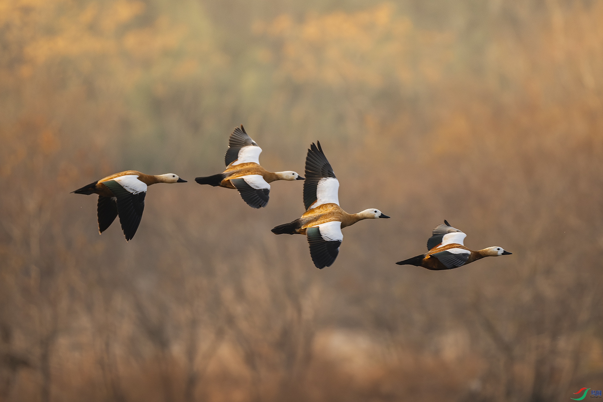 _DSF3737 ����.jpg