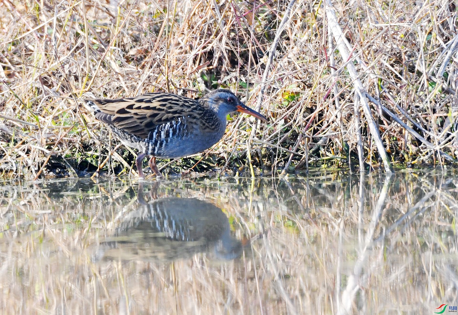 DSC_8960.jpg