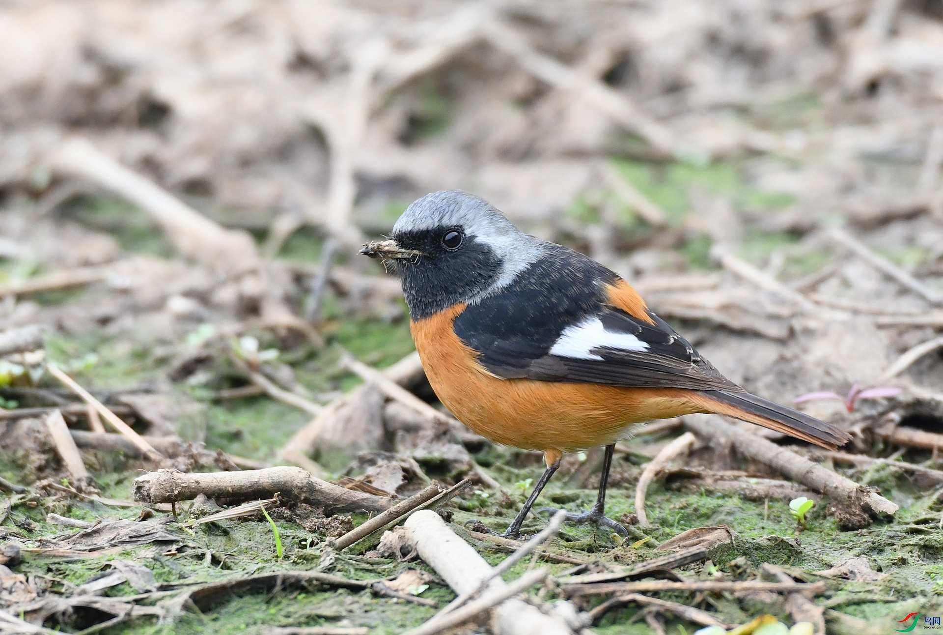 DSC_7982.jpg